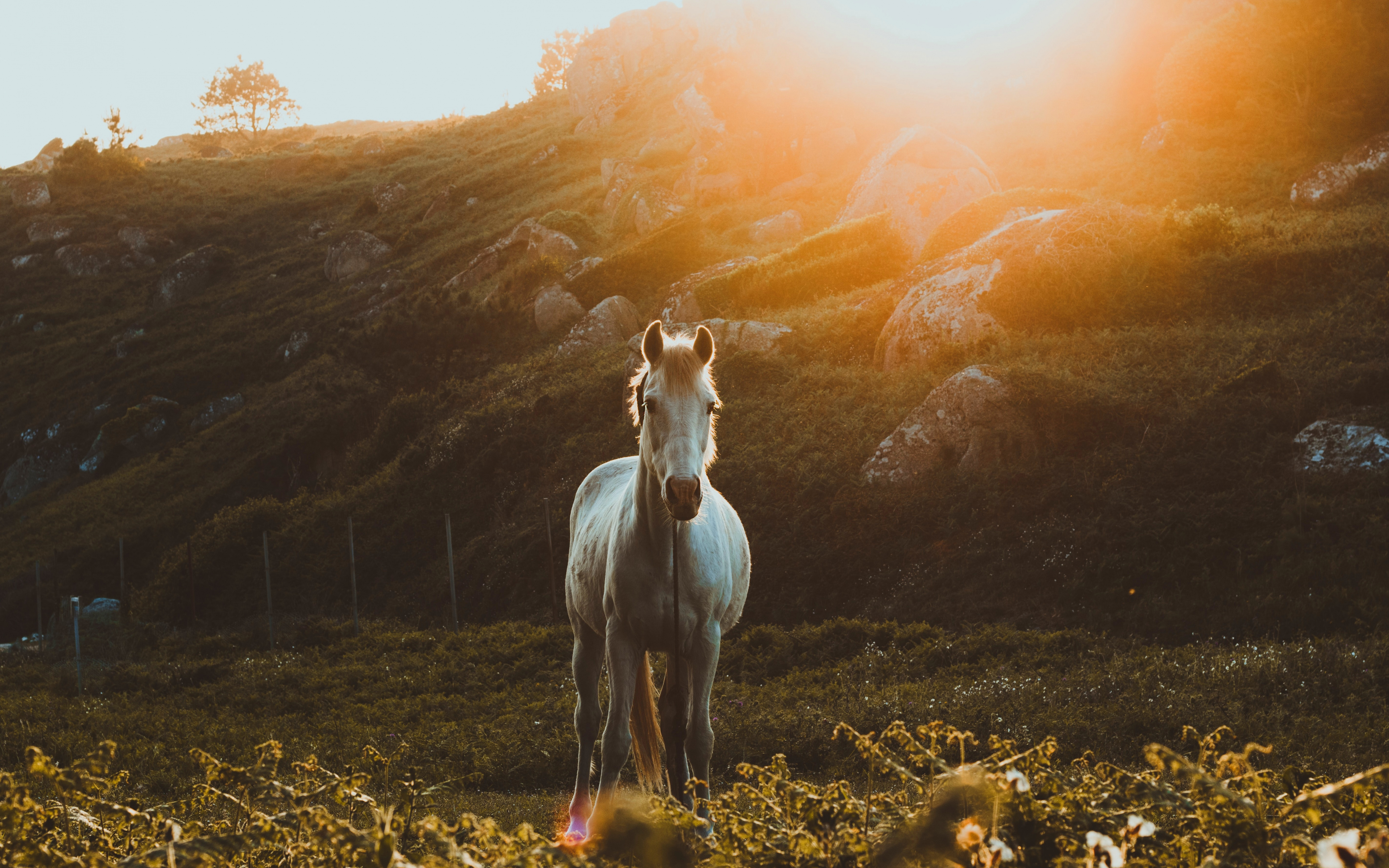 White Horse - HD Wallpaper 