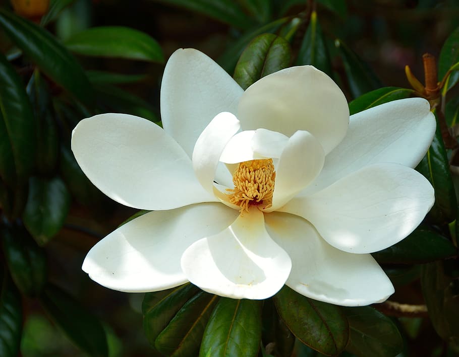 White Magnolia Flower In Close Up Photography, Floral, - Magnolia Tree And Flowers - HD Wallpaper 