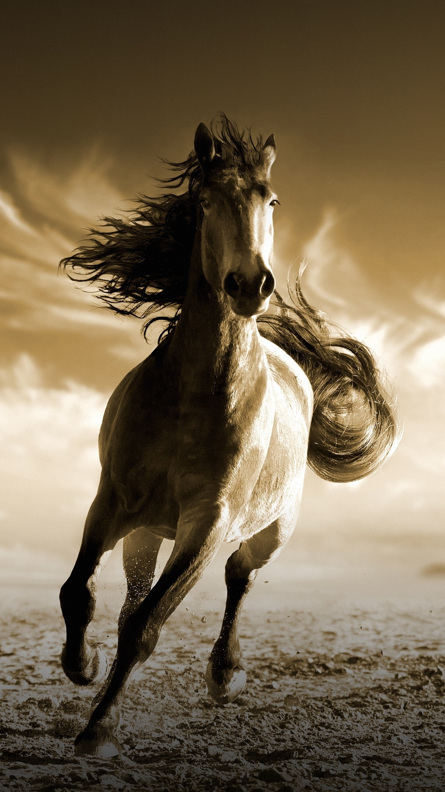 Running, Horse, Animal, Wallpaper - Horse Wallpaper Iphone X - 1440x2560  Wallpaper 