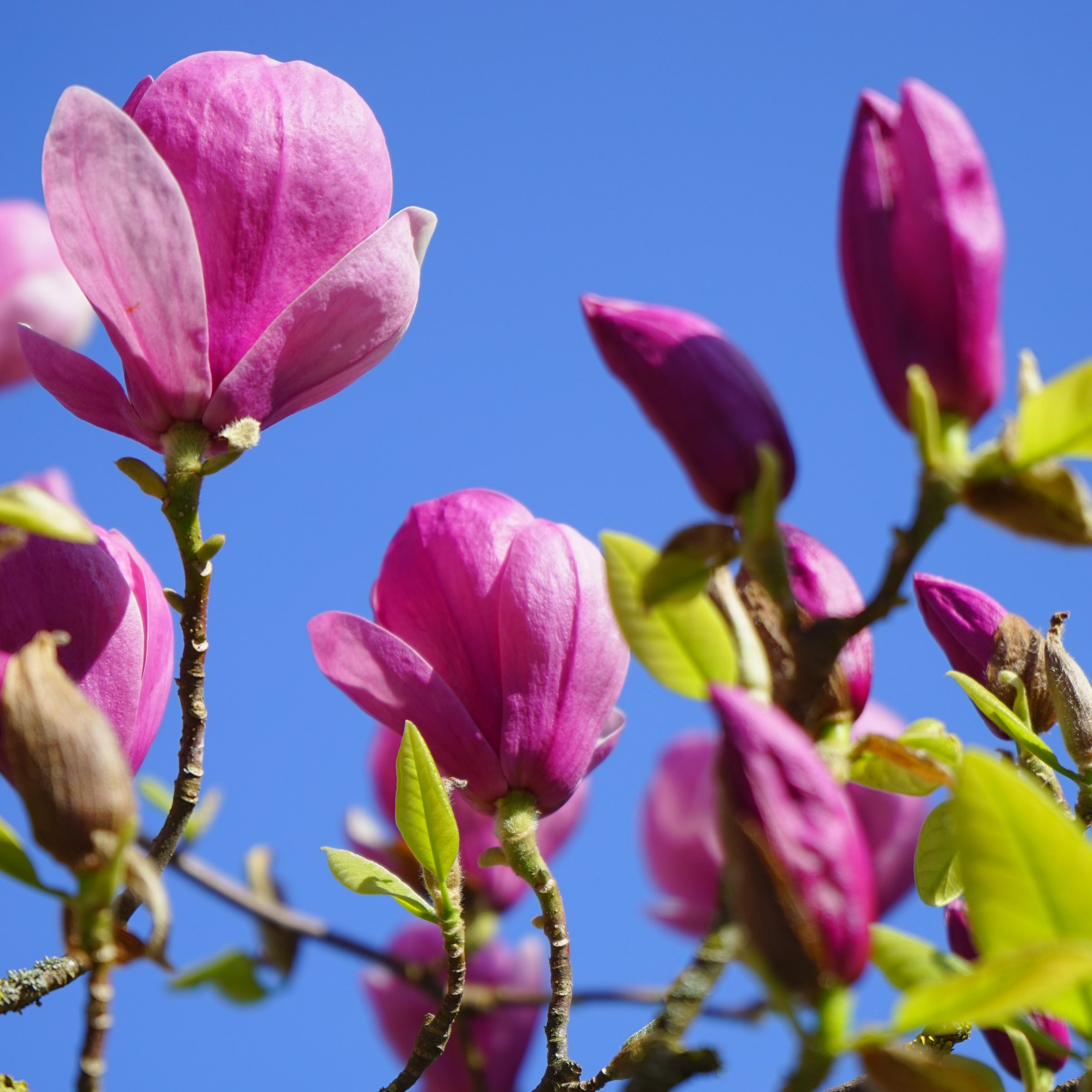 Magnolia Flowers Wallpaper - Magnolia - HD Wallpaper 