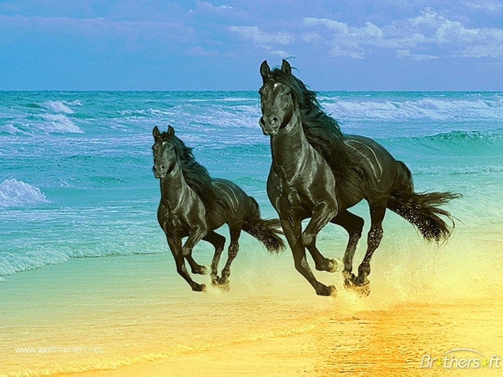 Horse Wallpaper Download - Beautiful Beach Horses - HD Wallpaper 