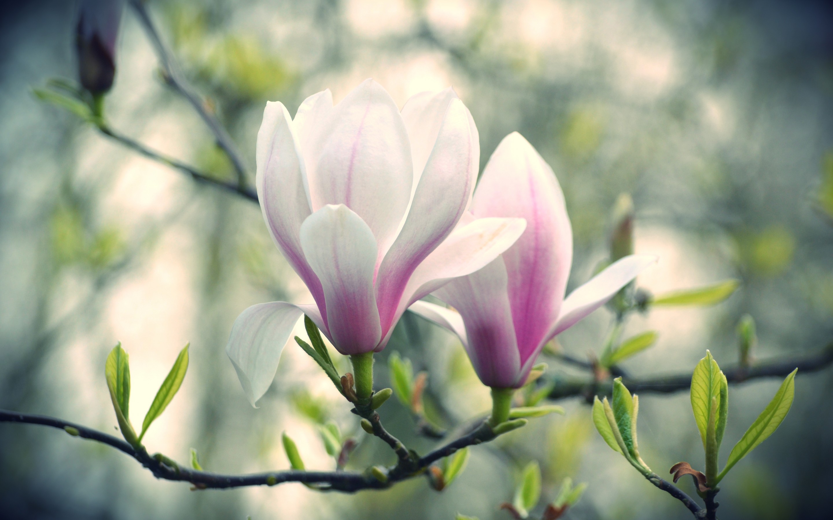 Pink And White Magnolia Flowers - Magnolia - HD Wallpaper 