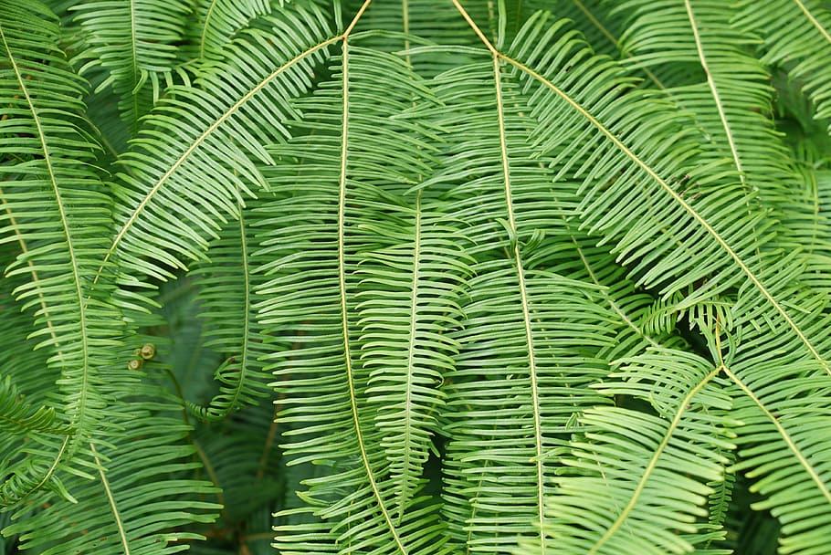 Ferns, Wild, Tropical Jungle, Nature, Forest, Macro, - Plantas Q Absorben La Calor - HD Wallpaper 