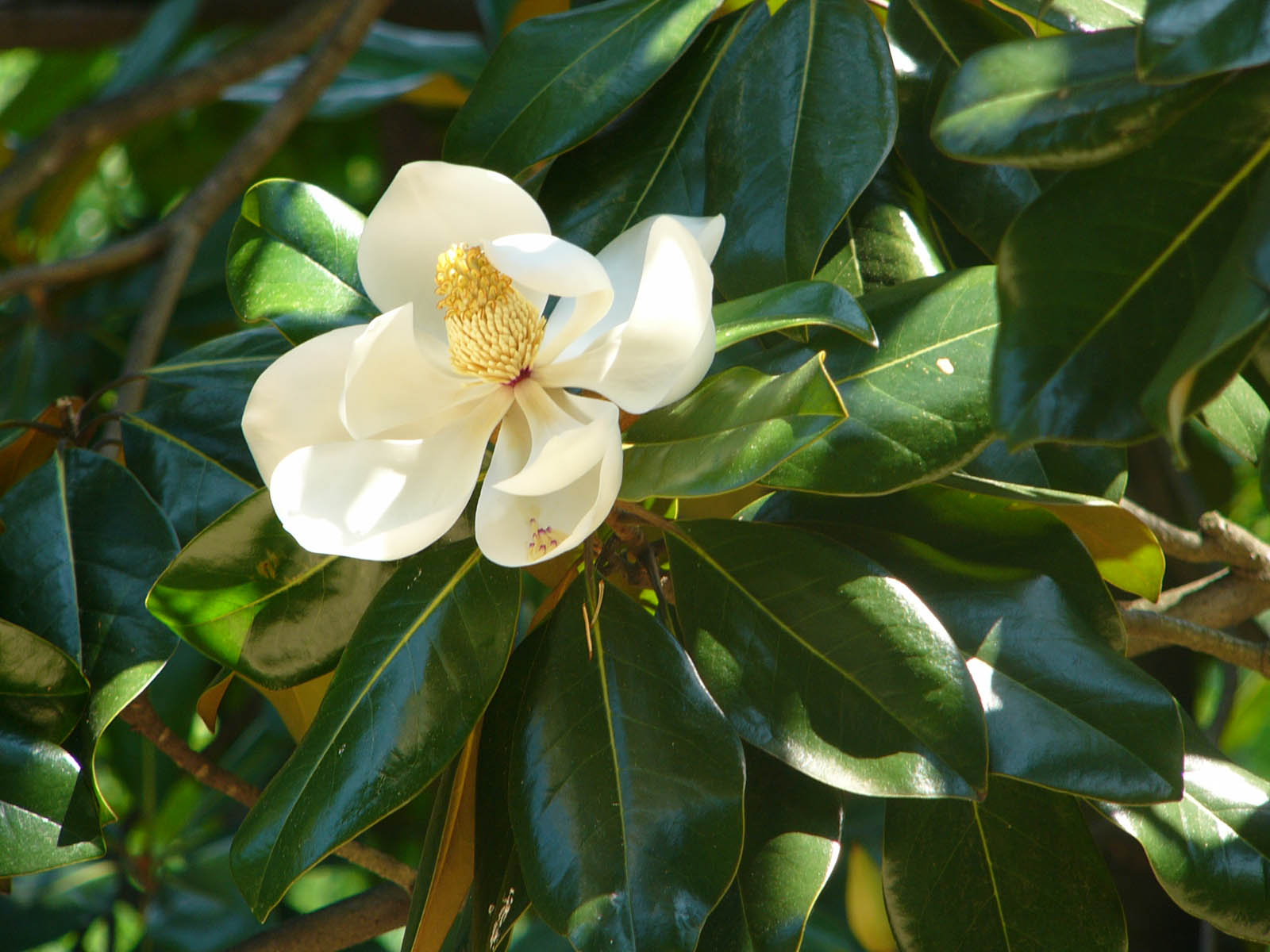 Magnolia Flower Southern - HD Wallpaper 