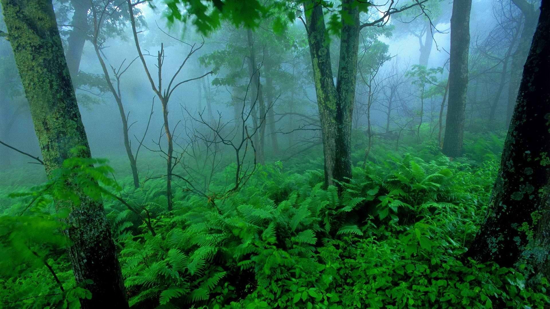 Tropical Green Forest - HD Wallpaper 