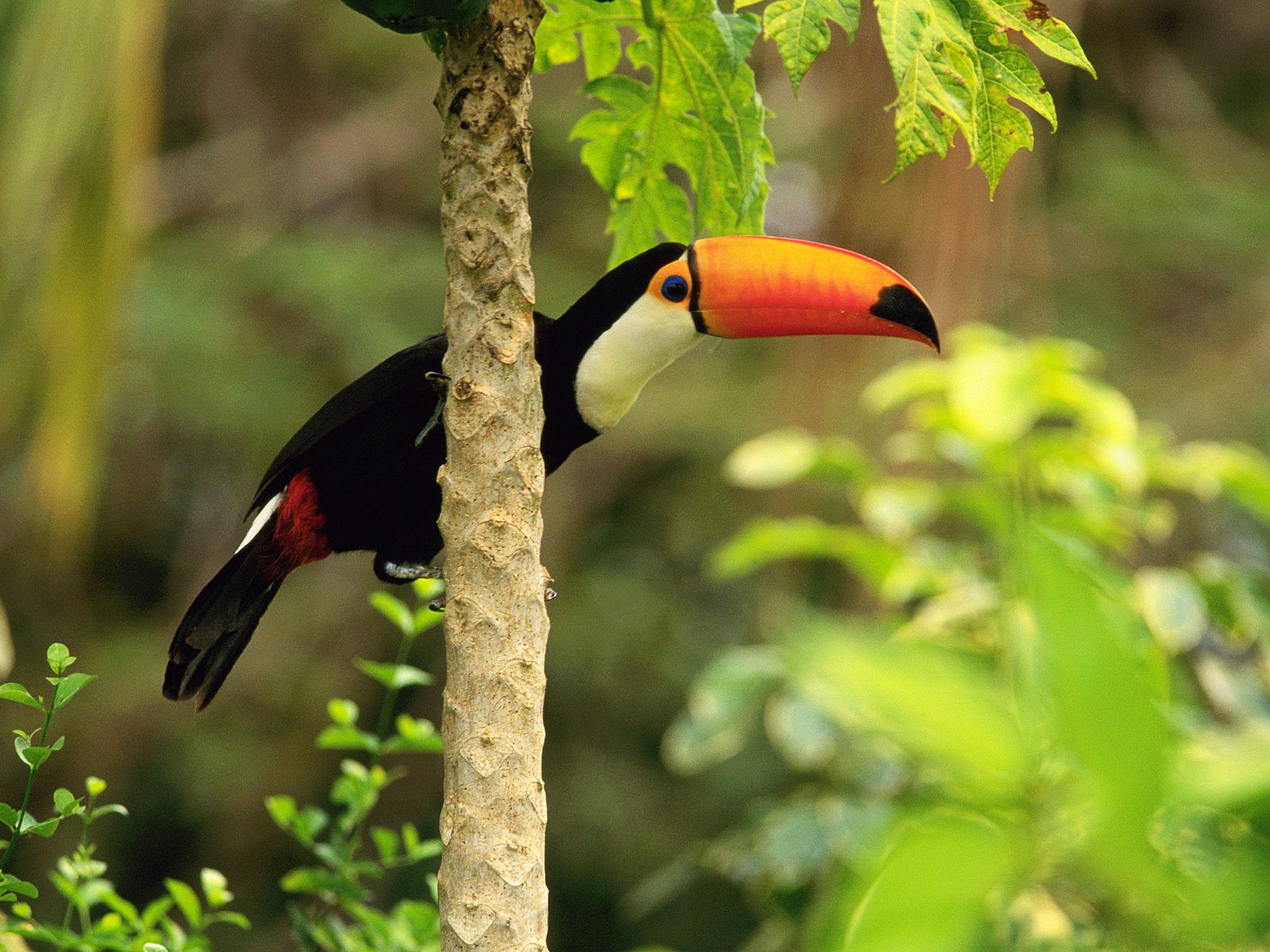 Toco Toucan In The Tropical Forest6505217059 - Tropical Forest - HD Wallpaper 