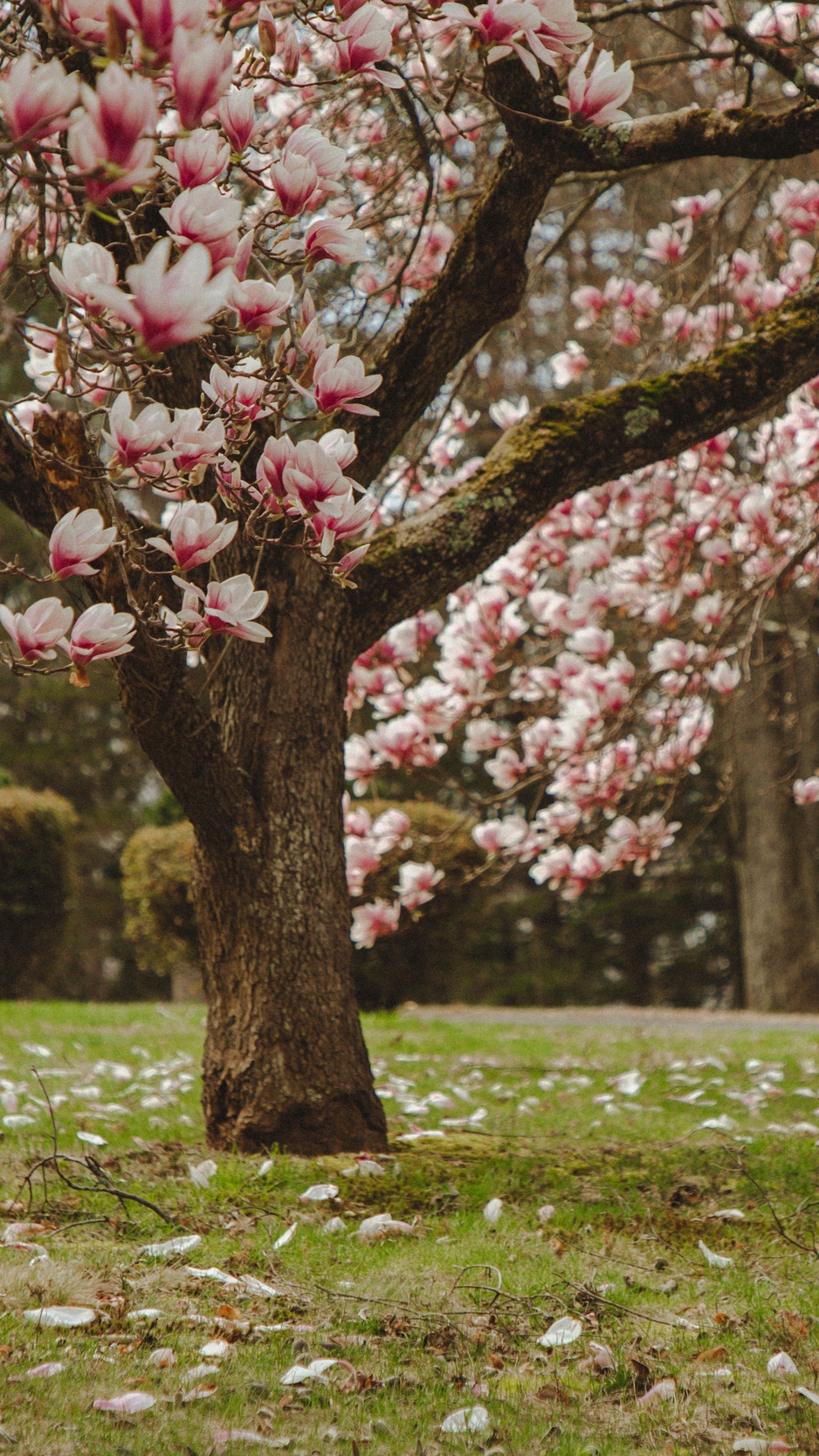 Wallpaper Magnolia, Tree, Flowers, Pink, Bloom - Magnolia Tree Flowers - HD Wallpaper 