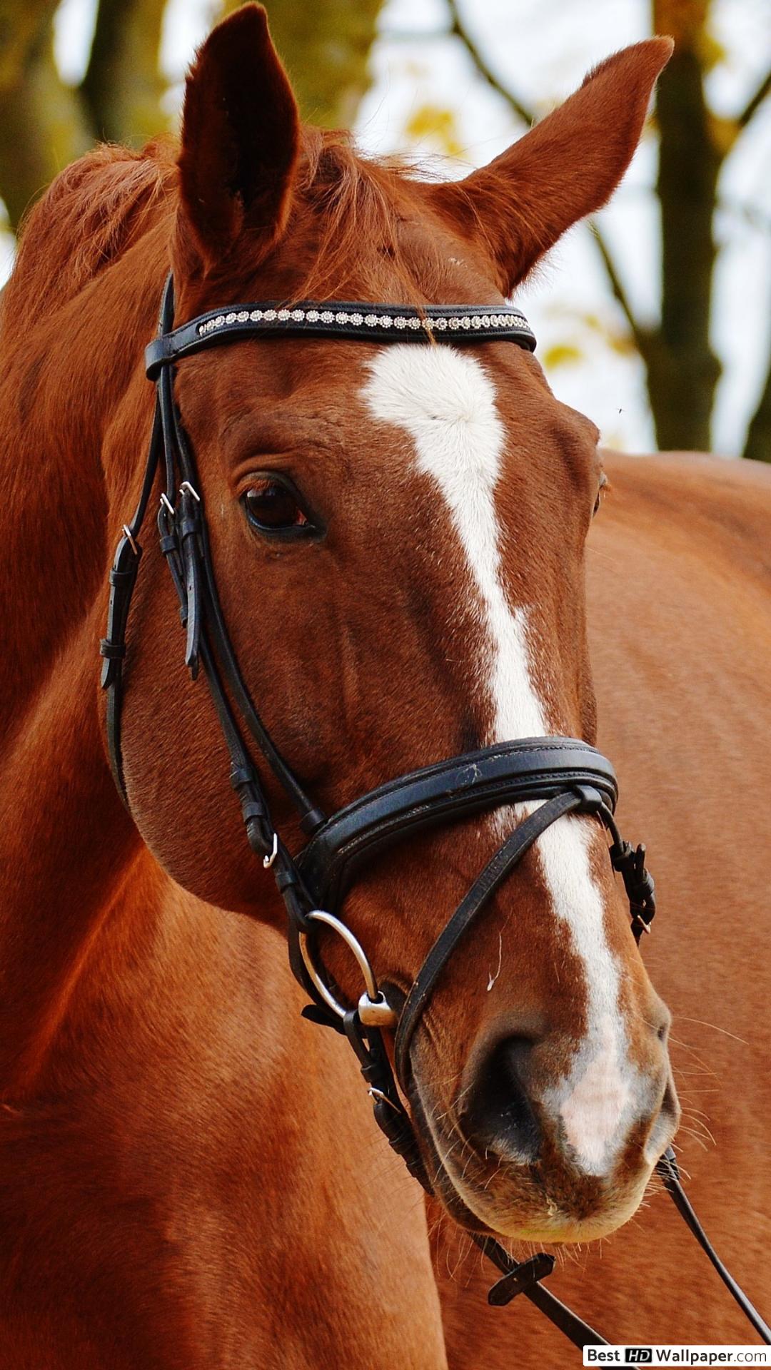 Fondos De Pantalla De Caballos 1080x1920 Wallpaper Teahub Io