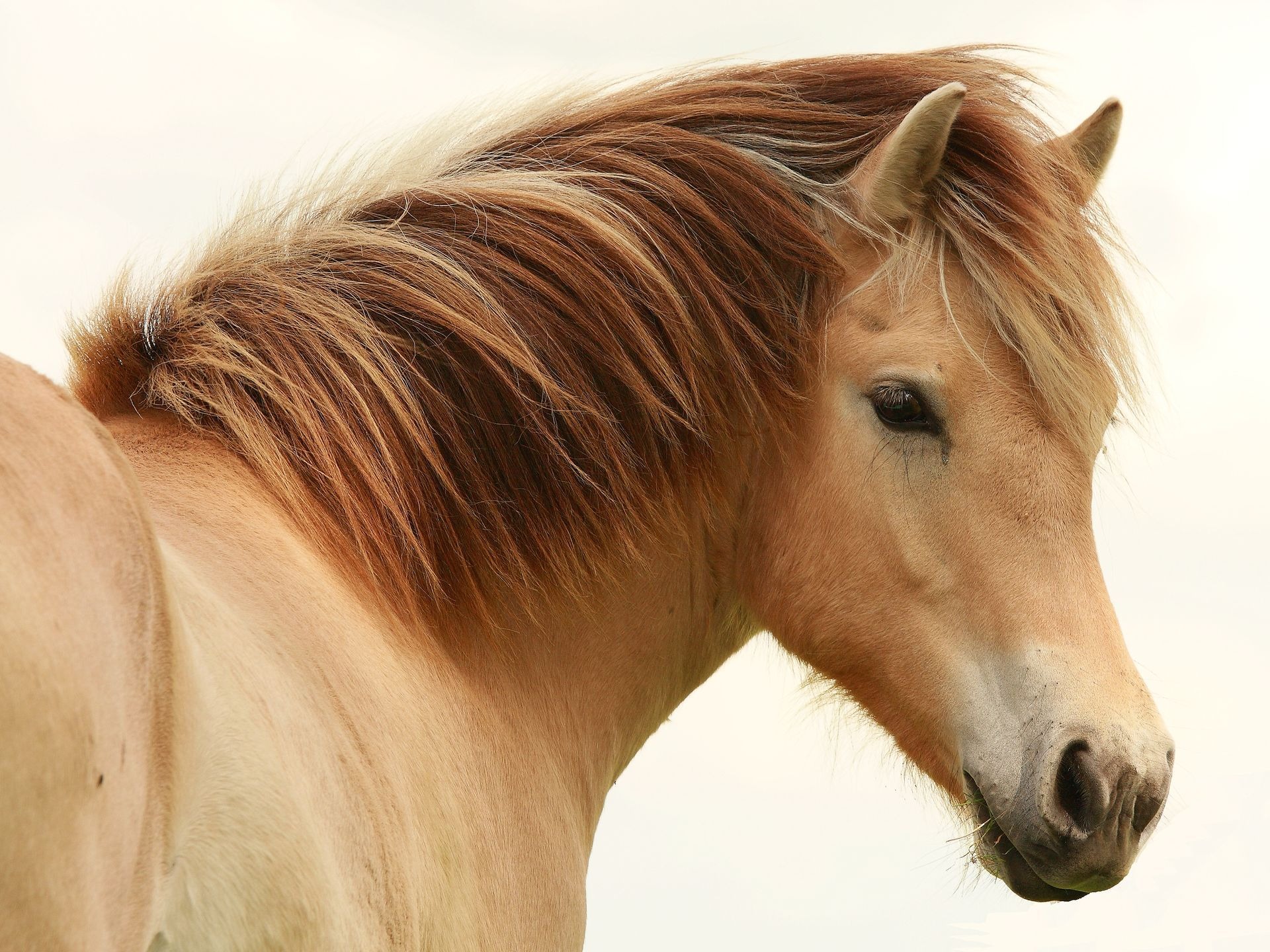 Head Horses, , Download Photo, Horse On White Background, - Mane On A Horse - HD Wallpaper 