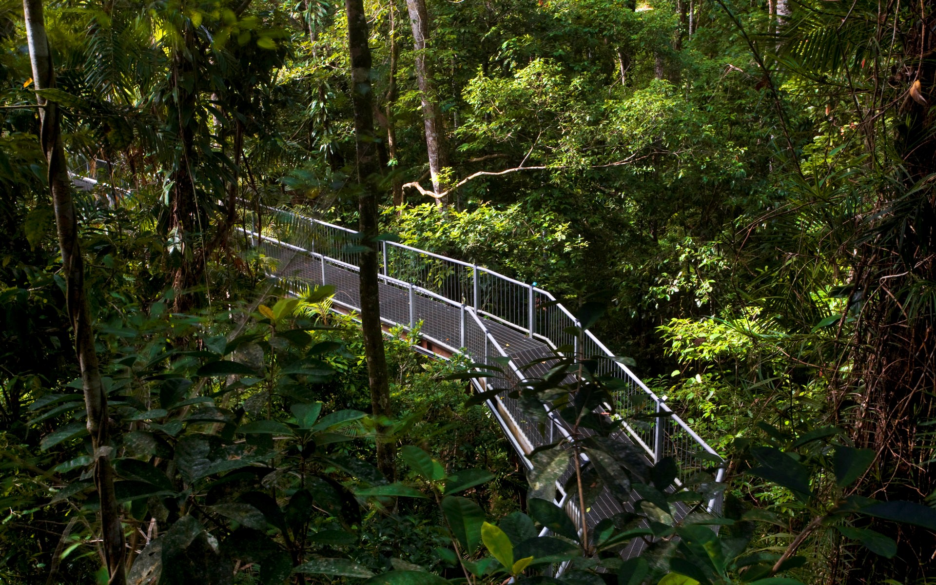 Daintree Rainforest In Queensland Australia Nature - Australian Daintree Rainforests Hd - HD Wallpaper 