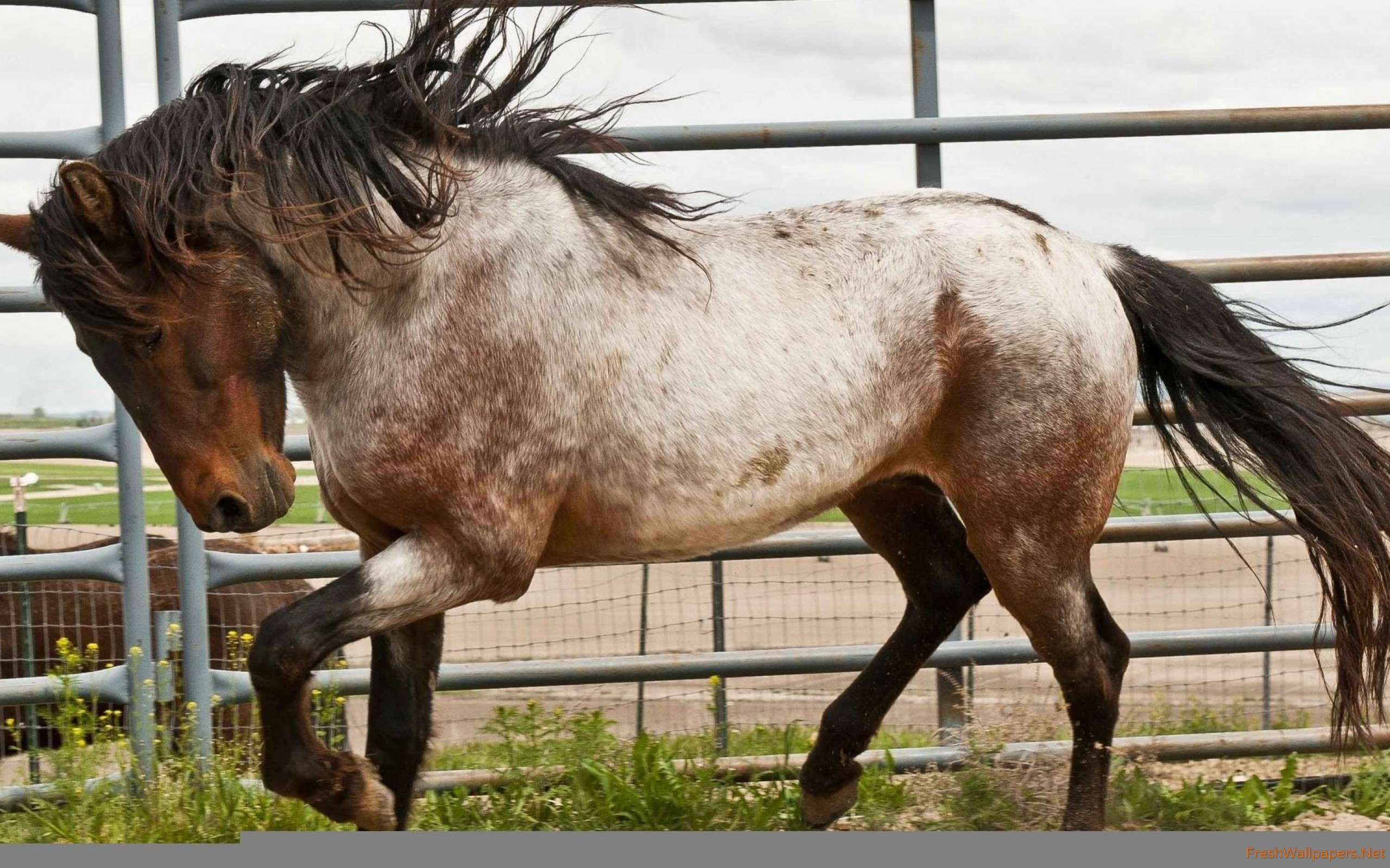 Horse Wallpaper Download - HD Wallpaper 