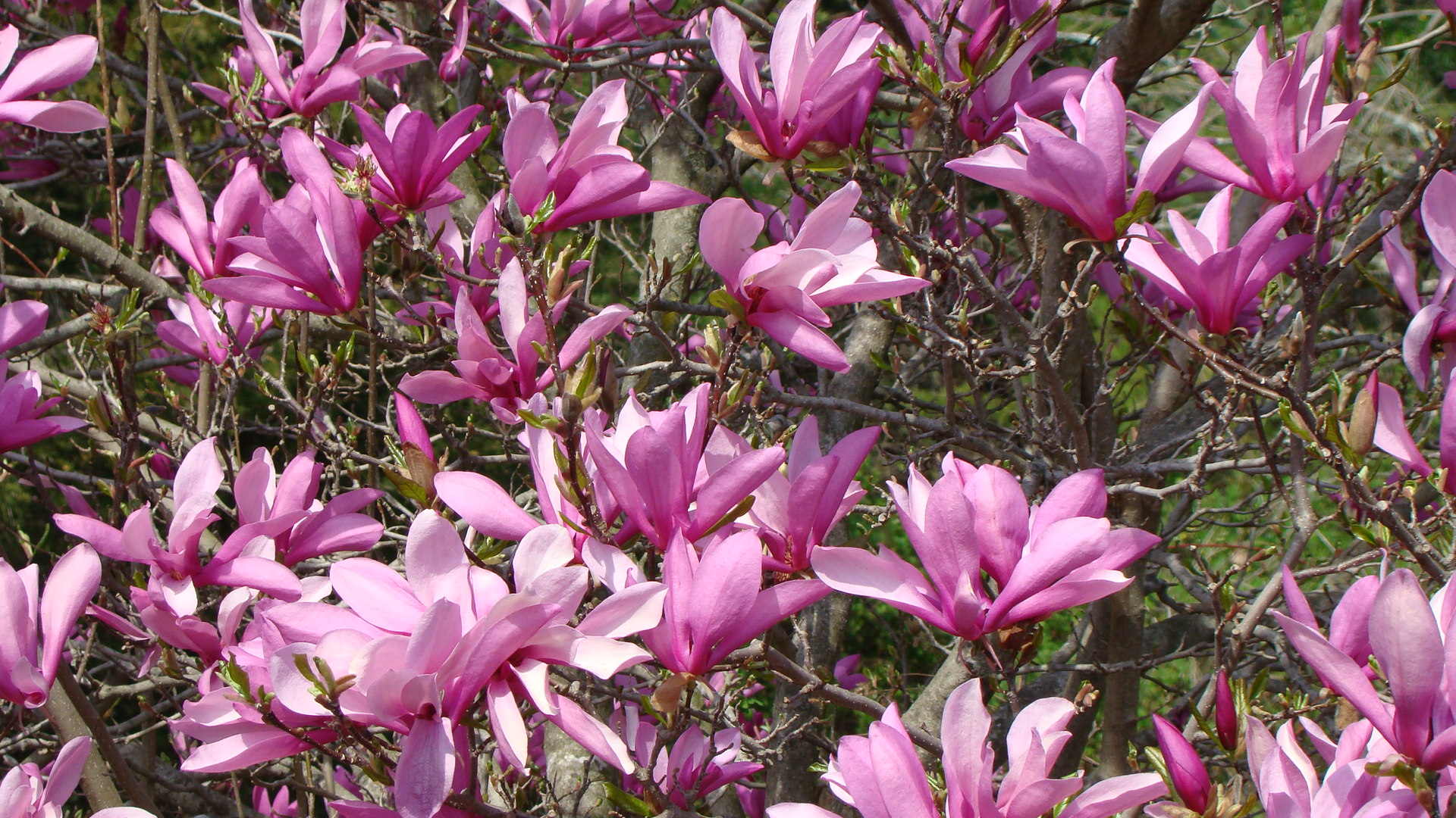 Magnolia Flowers Pink Tree - Bloom Magnolia Flower - HD Wallpaper 