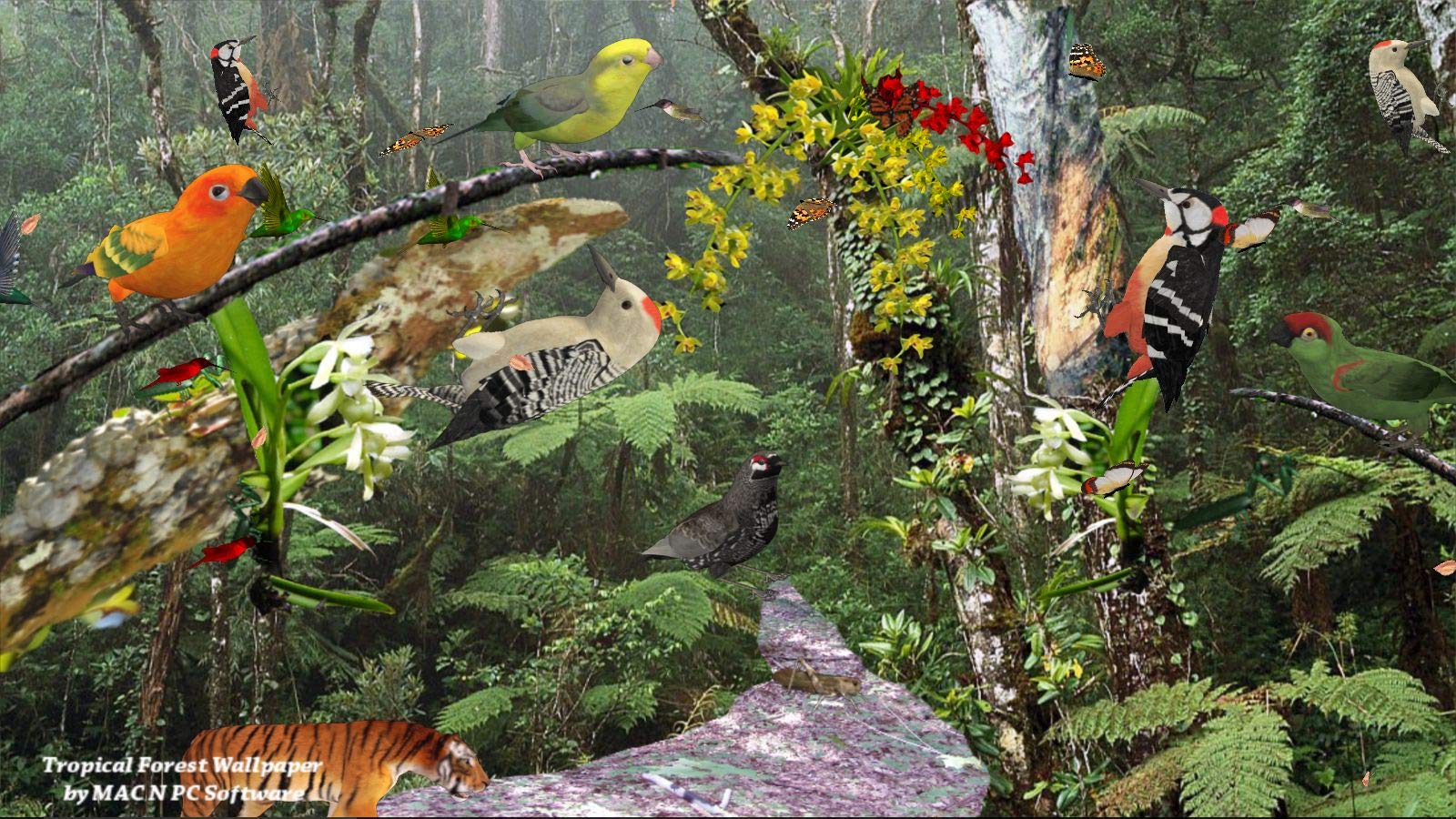 Borneo Rainforest - HD Wallpaper 