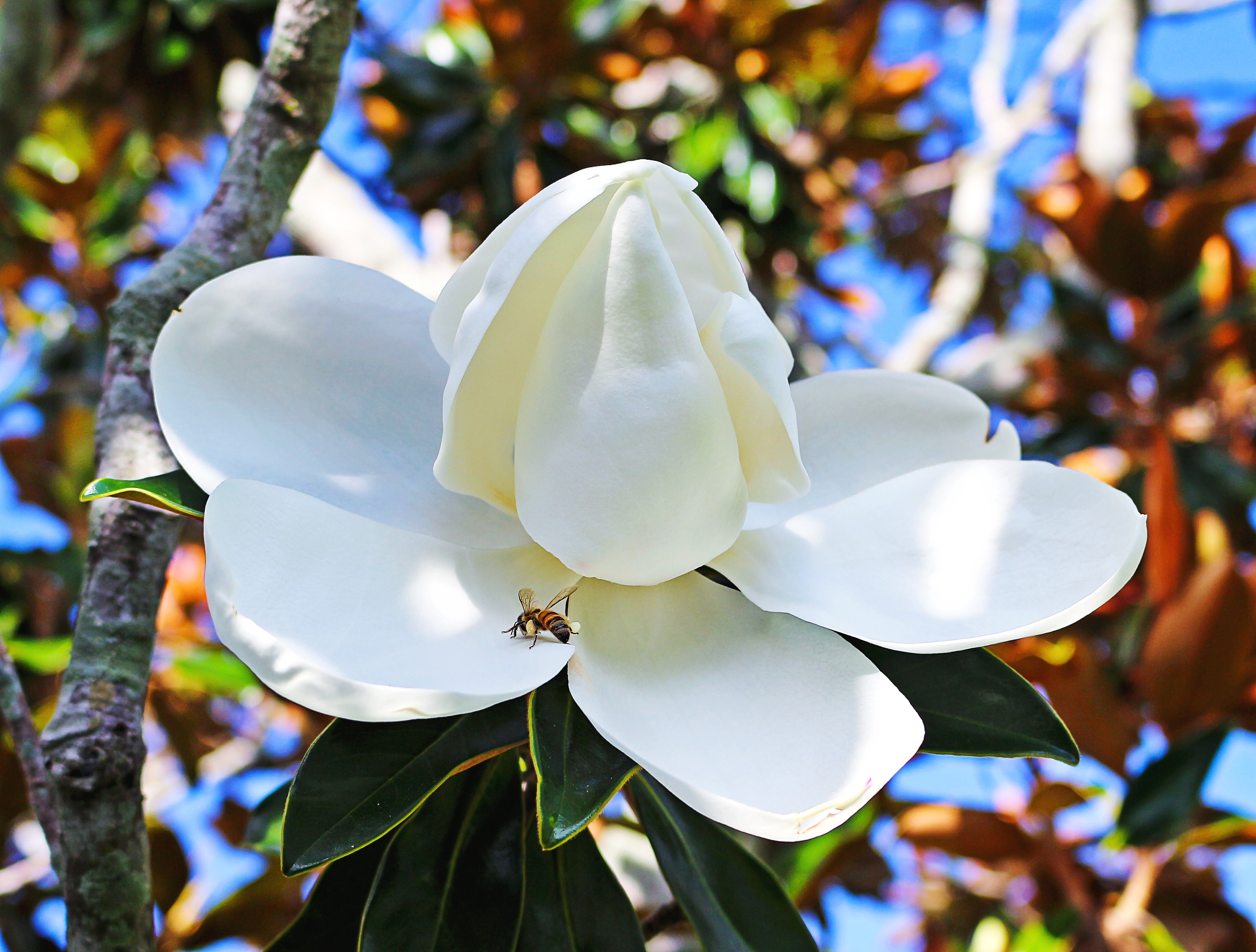 White Florida Flower Trees - HD Wallpaper 