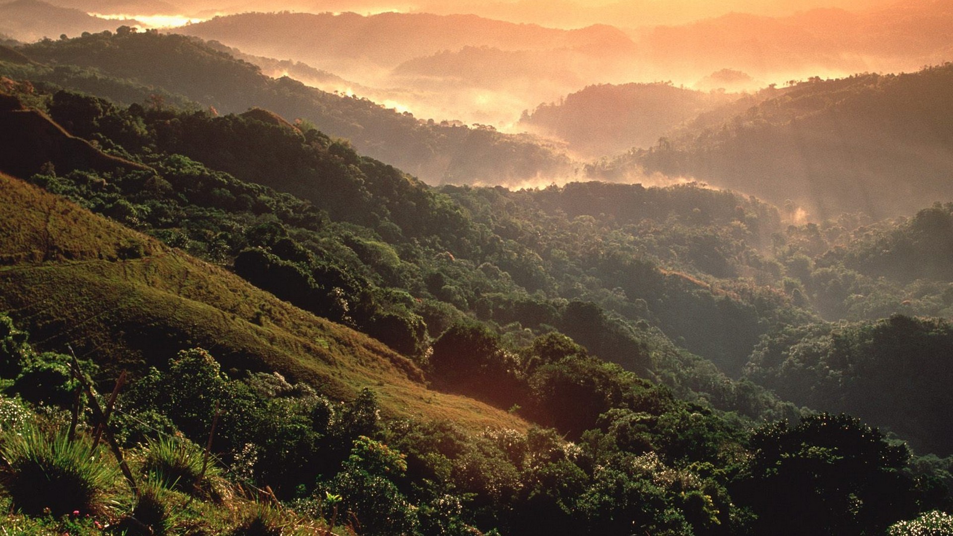 Puerto Rican Moist Forests - HD Wallpaper 
