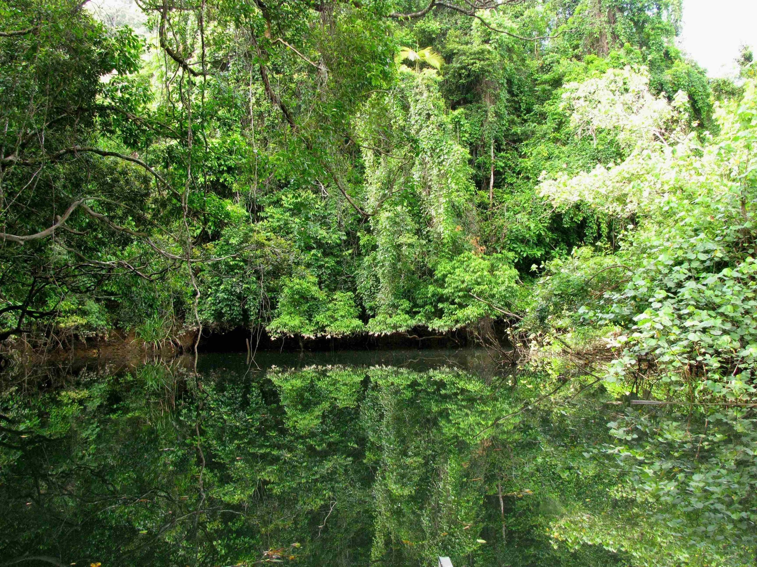 Daintree Rainforest - HD Wallpaper 