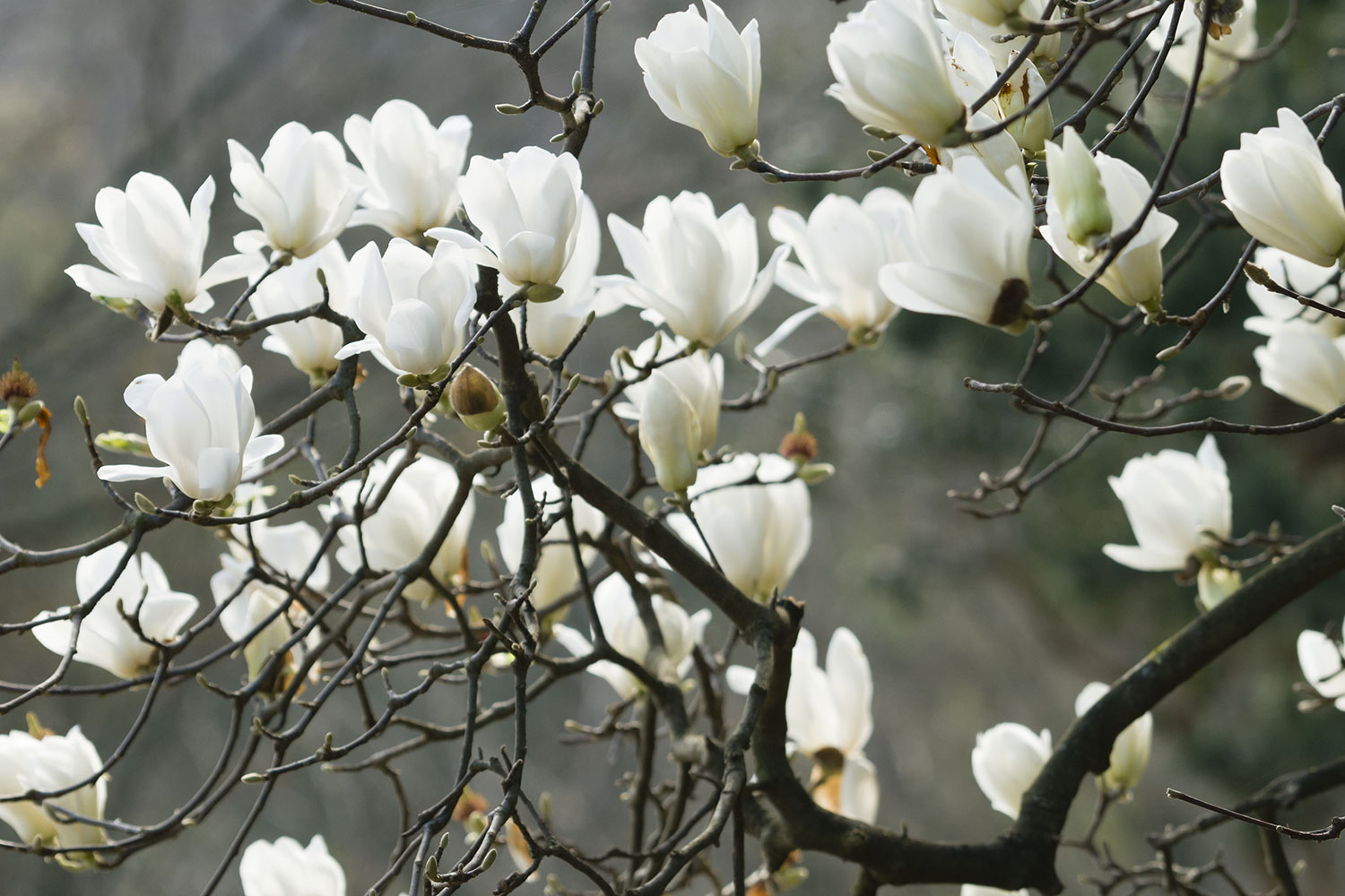 White Magnolias - White Magnolia - HD Wallpaper 