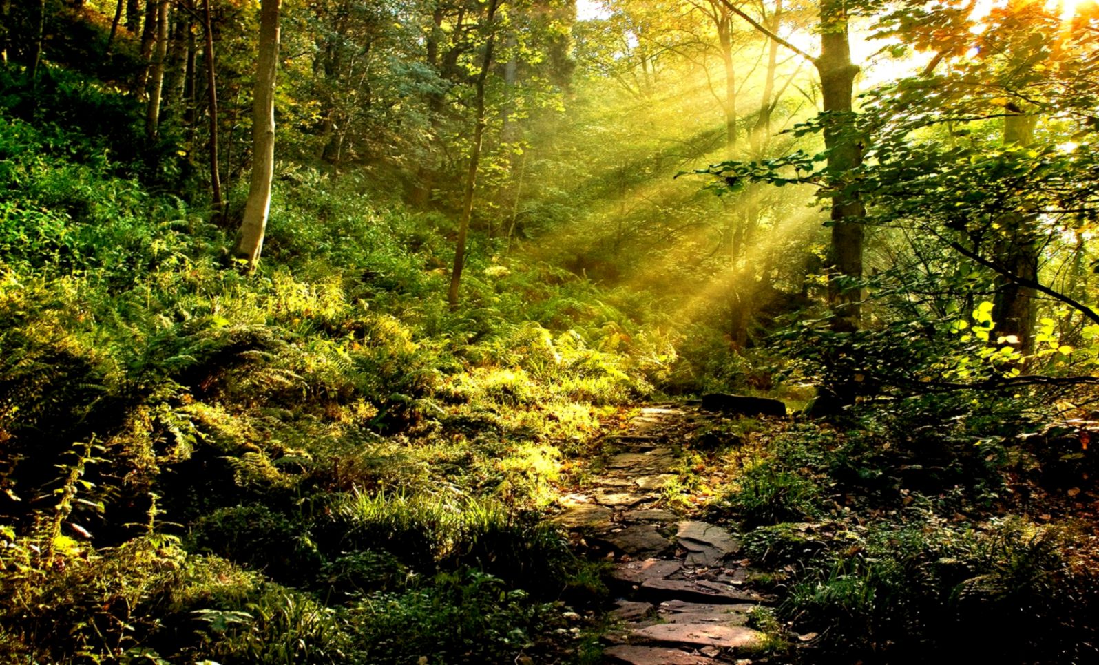 Rainforest Wallpaper - Forest Hd - HD Wallpaper 