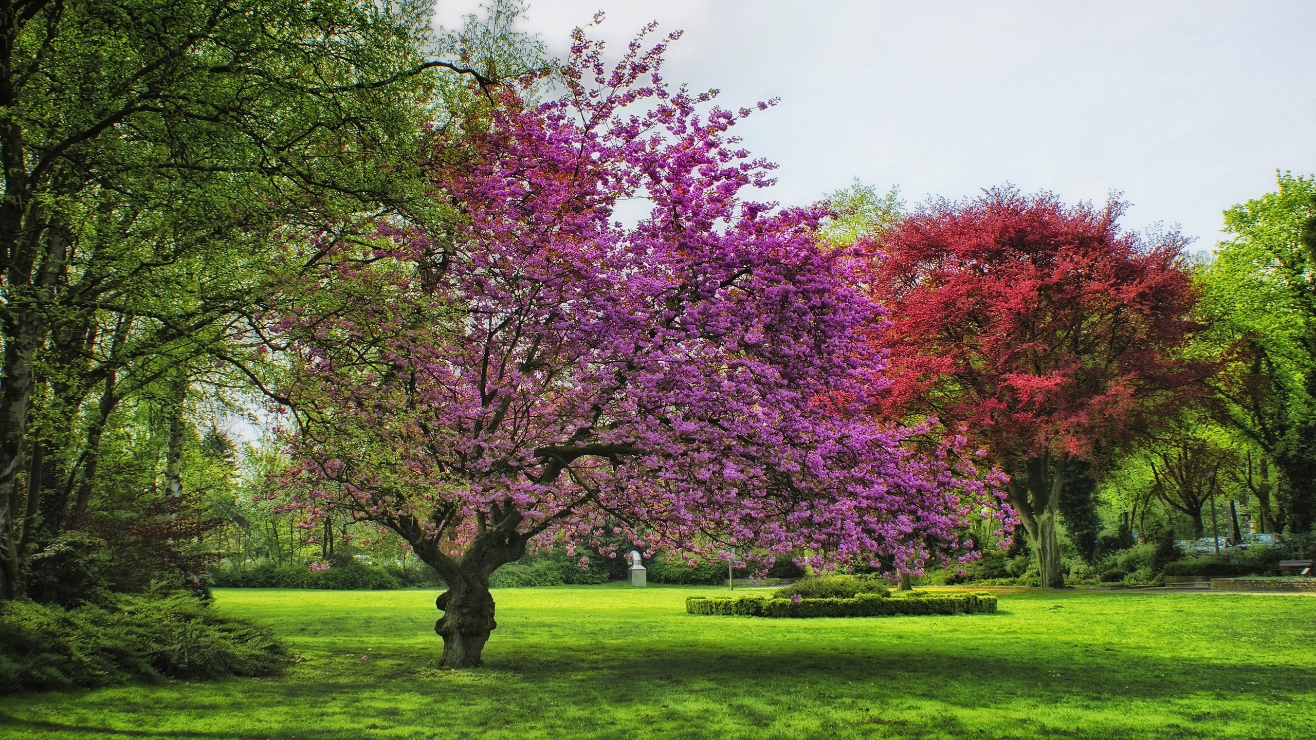 Redbud Tree - HD Wallpaper 