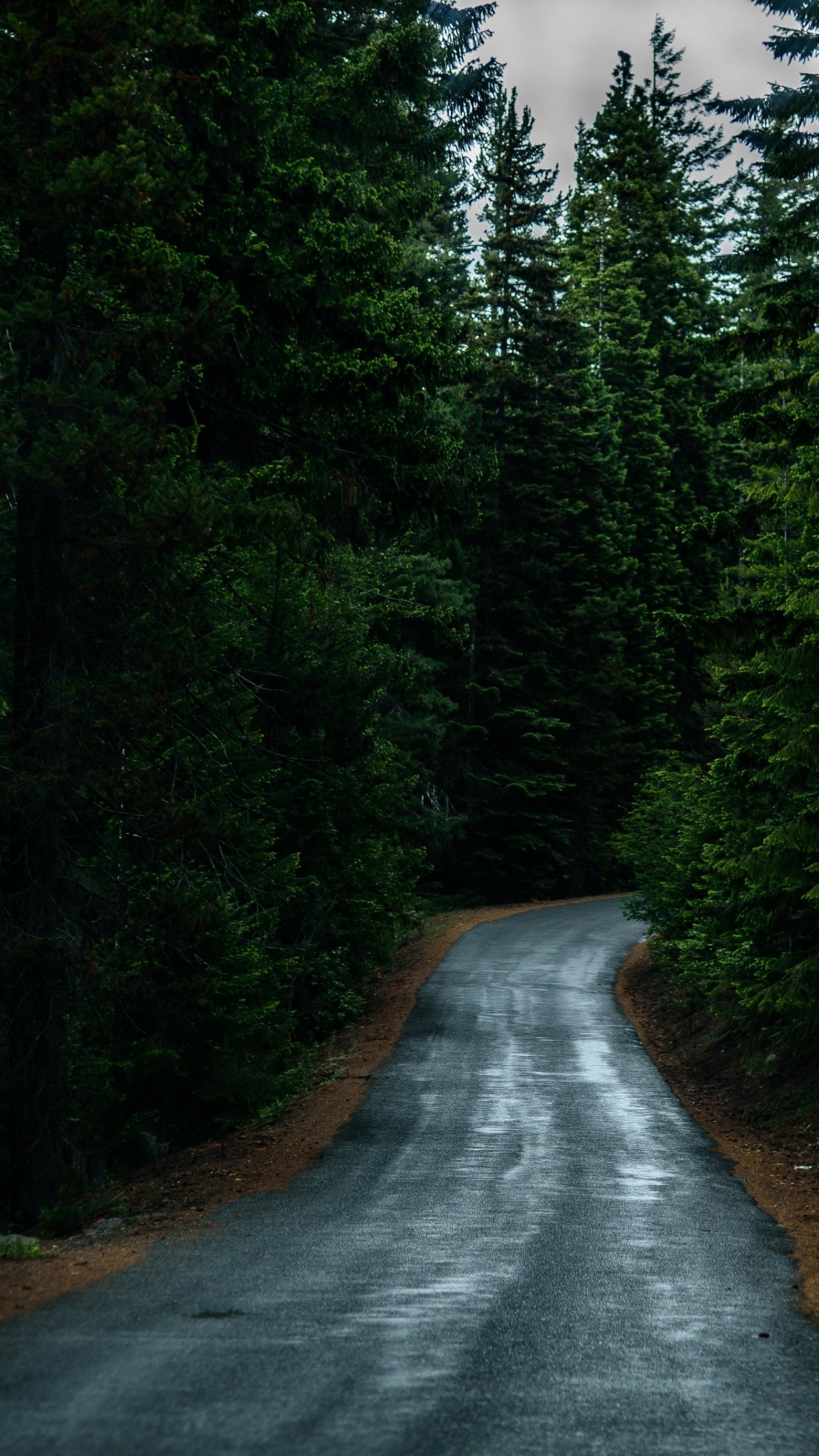 1440x2560, Road Through Forest 
 Data Id 80560 
 Data - Forest Road Wallpaper Hd - HD Wallpaper 