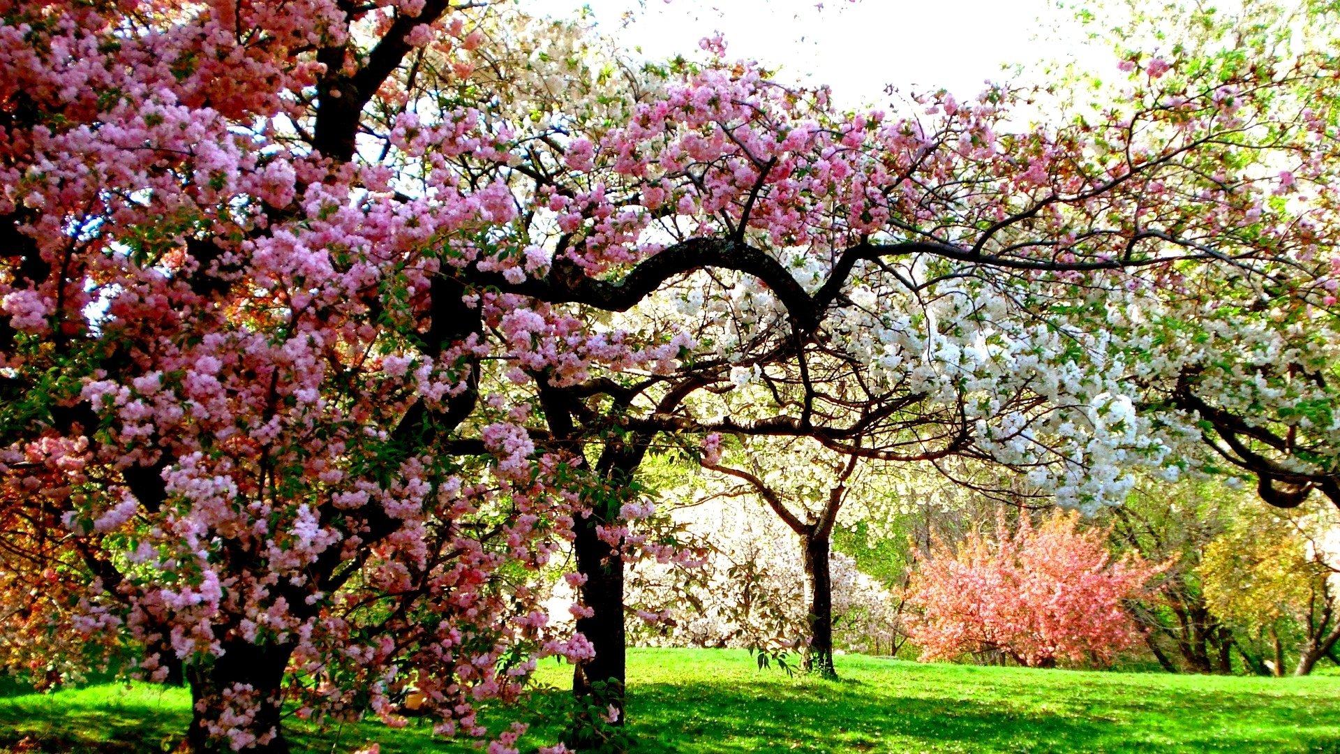 Spring Trees - HD Wallpaper 
