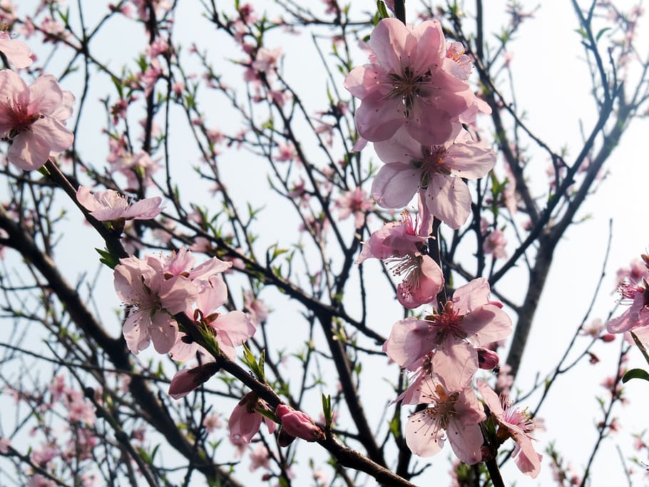 Peach Blossom, Peach Tree, Tree, Spring, Flower, Branch, - Cherry Blossom - HD Wallpaper 