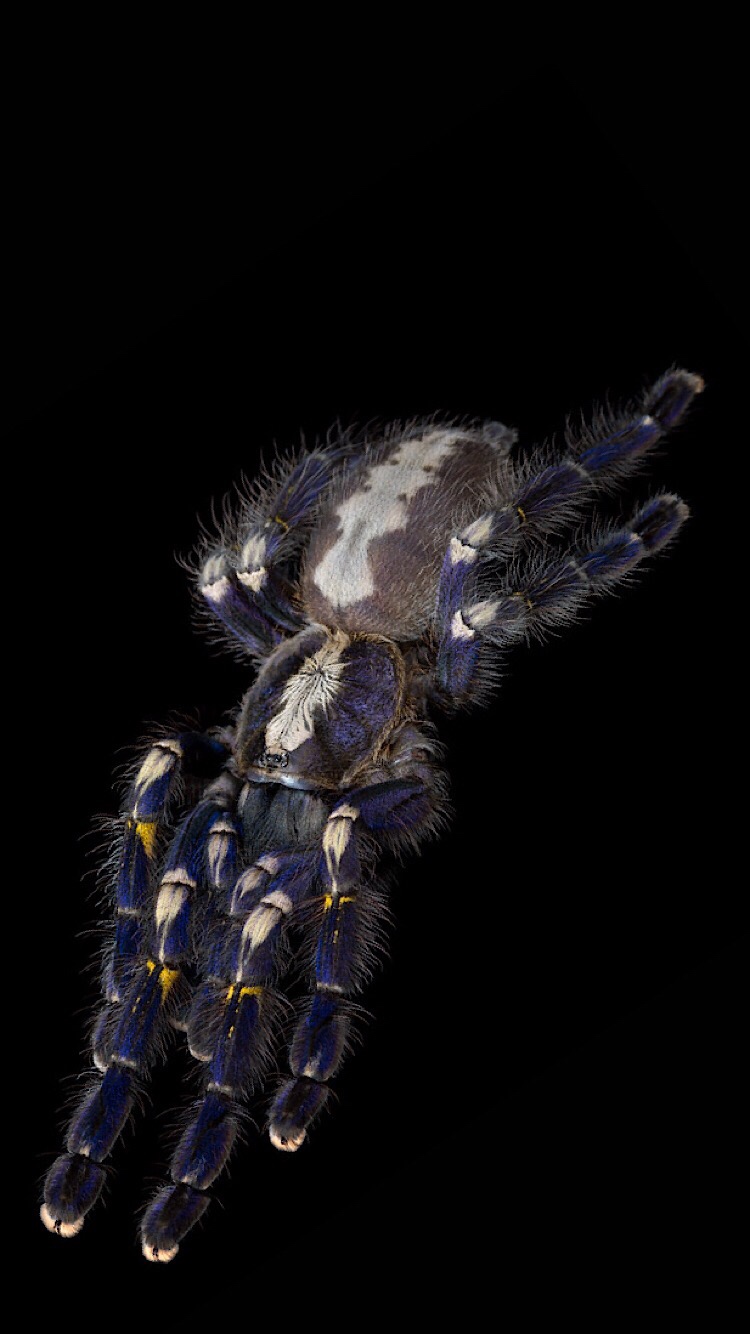 Tarantula - HD Wallpaper 