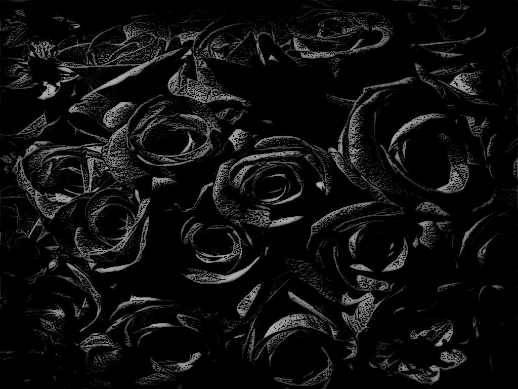 High Definition Creative Black Rose Pictures - Cover Photos Black Roses -  1024x768 Wallpaper 