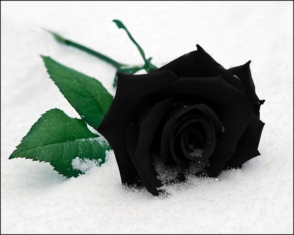 Black Rose In Snow - HD Wallpaper 