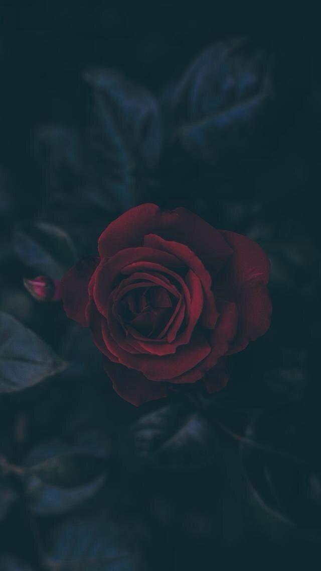 Rose, Wallpaper, And Flowers Image - Garden Roses - HD Wallpaper 