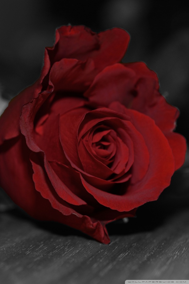 Black With Red Rose - HD Wallpaper 