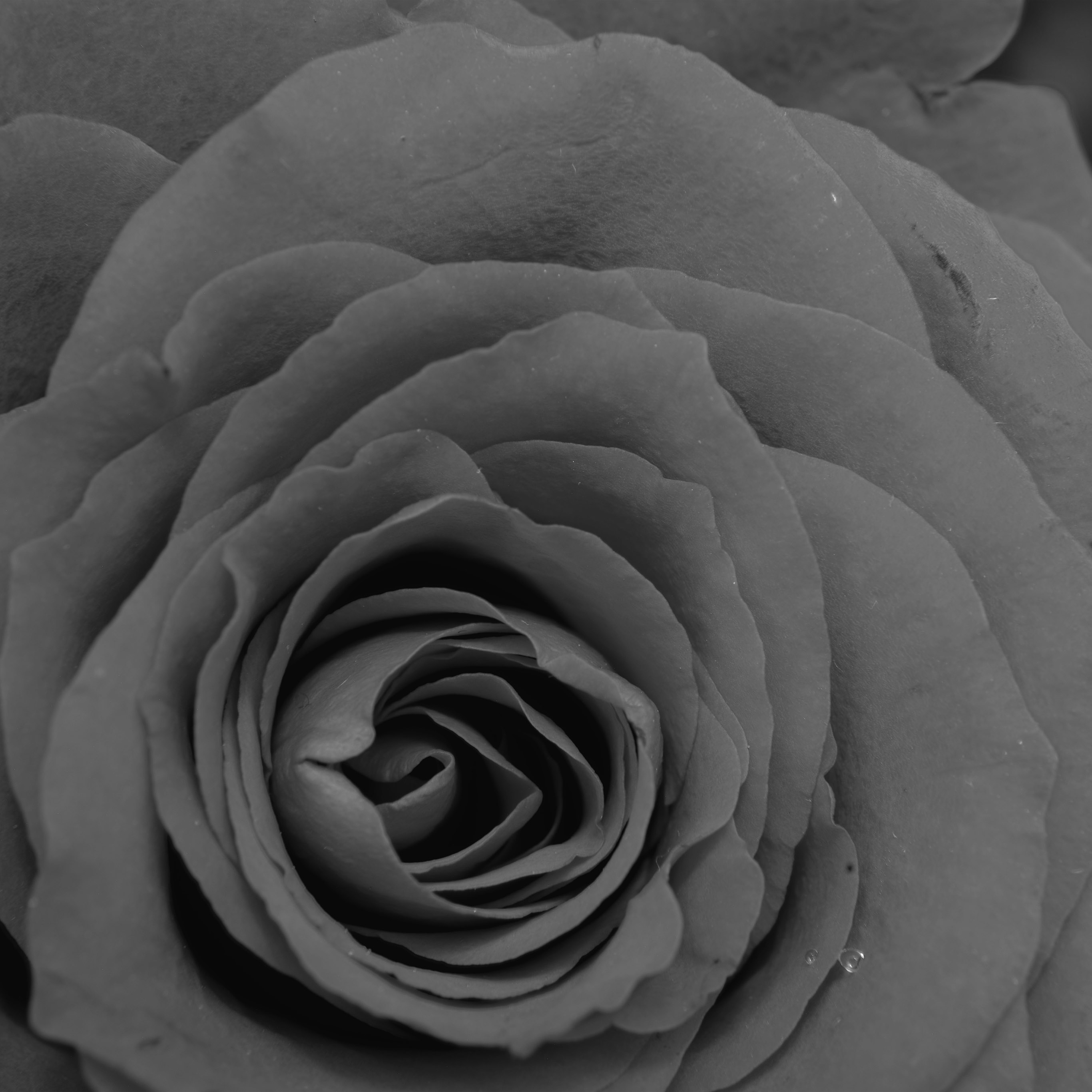 Black Rose Iphone X - HD Wallpaper 