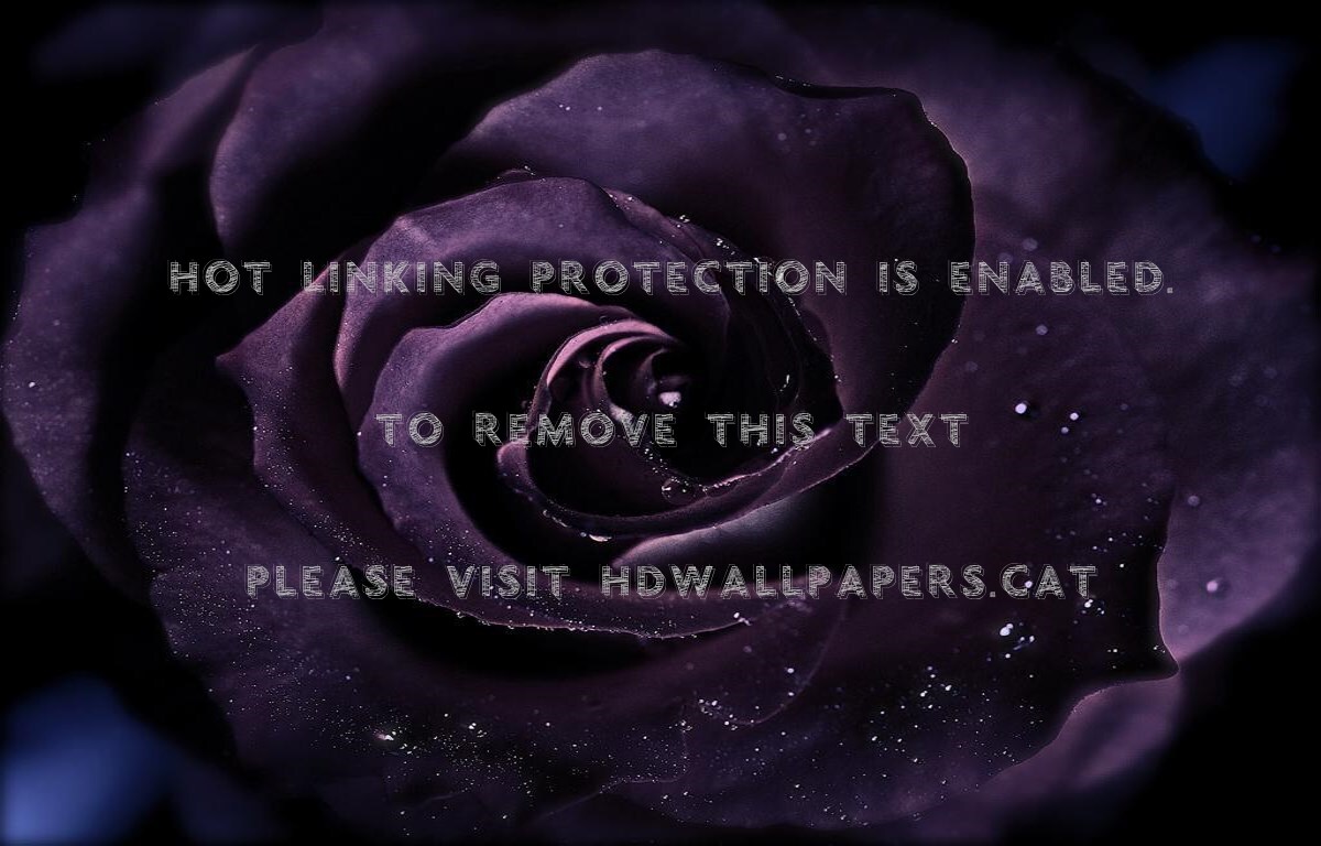 Deep Feelings Dark Rose Nature Dewdrops - Retro Music - HD Wallpaper 