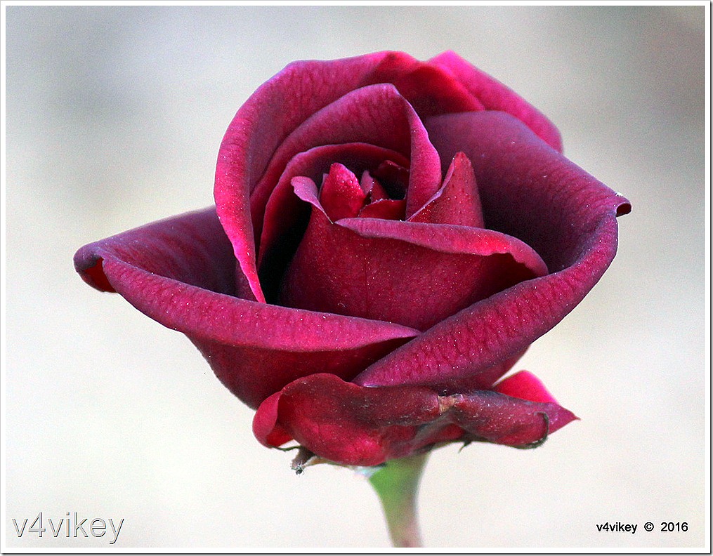Dark Rose Wallpaper - HD Wallpaper 