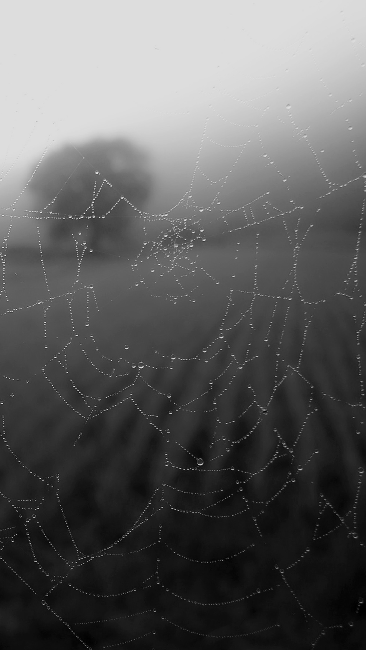 Spider Web - HD Wallpaper 