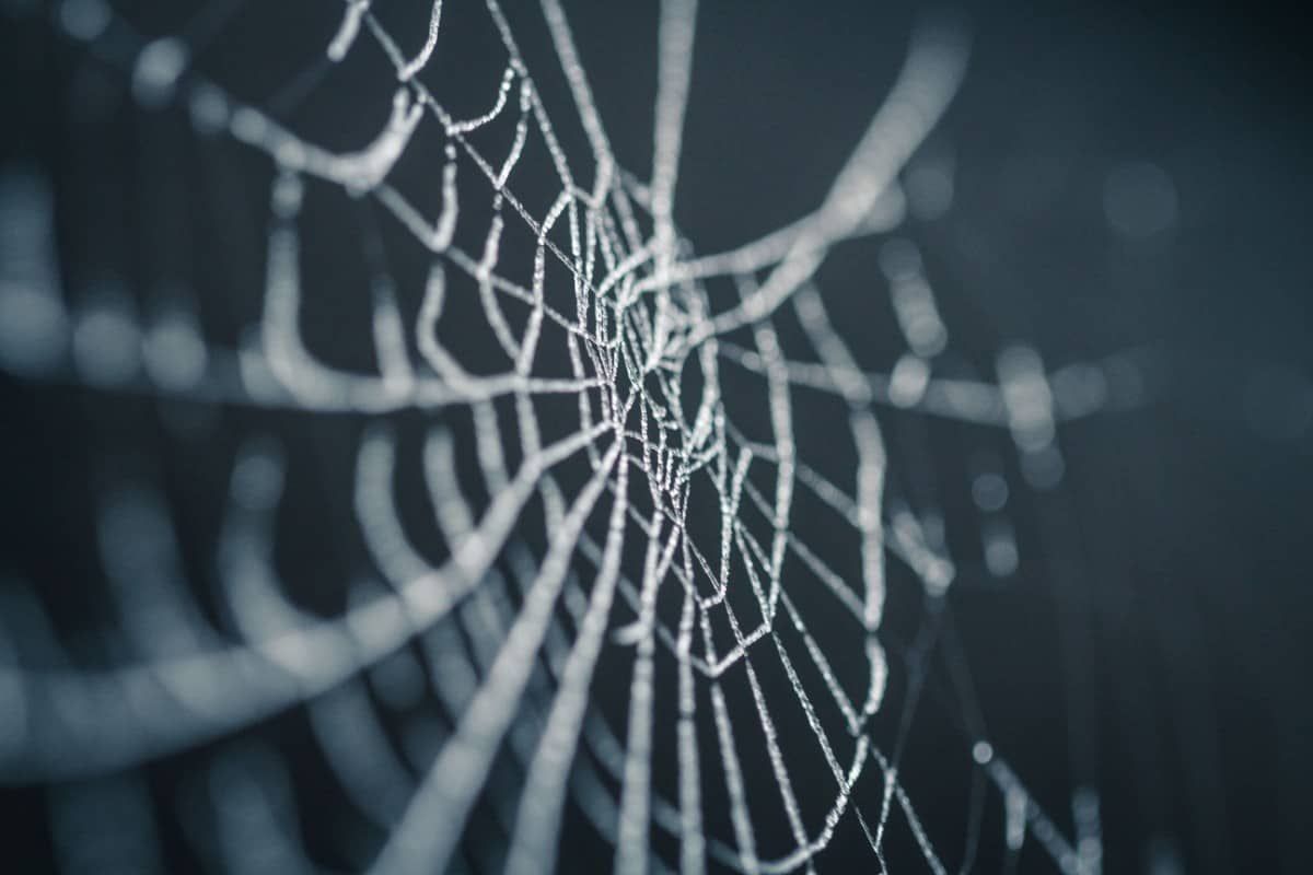 Spider Web In Winter - HD Wallpaper 