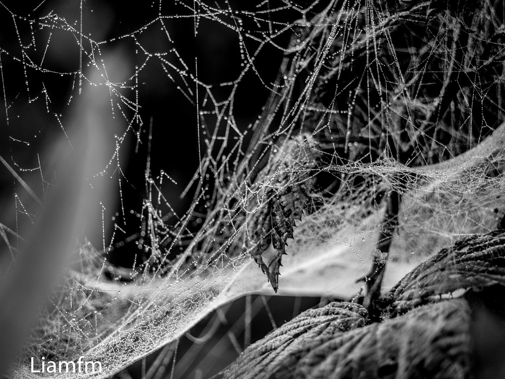 Monochrome - HD Wallpaper 