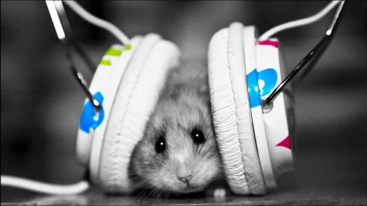 Hamster With Headphone - HD Wallpaper 