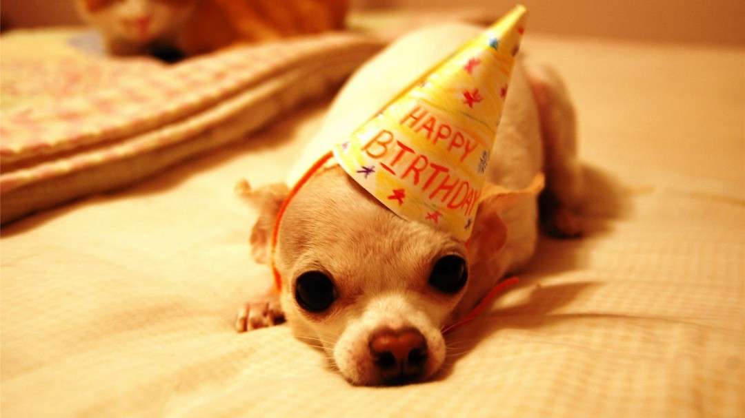 Birthday, Dog, And Puppy Image - Happy Birthday Little Dog - 1080x607  Wallpaper 