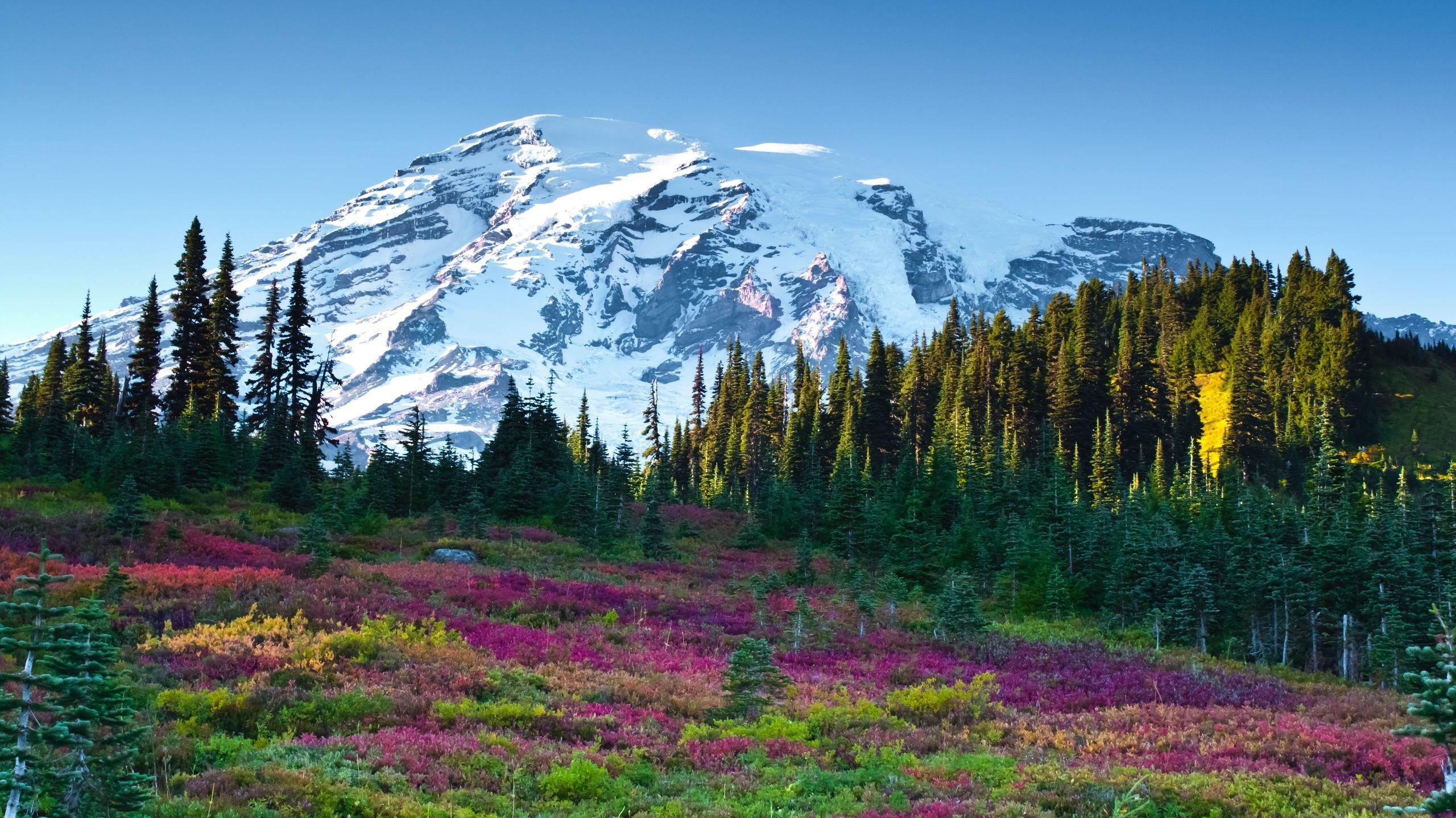 Paradise Mount Rainier National Park - HD Wallpaper 