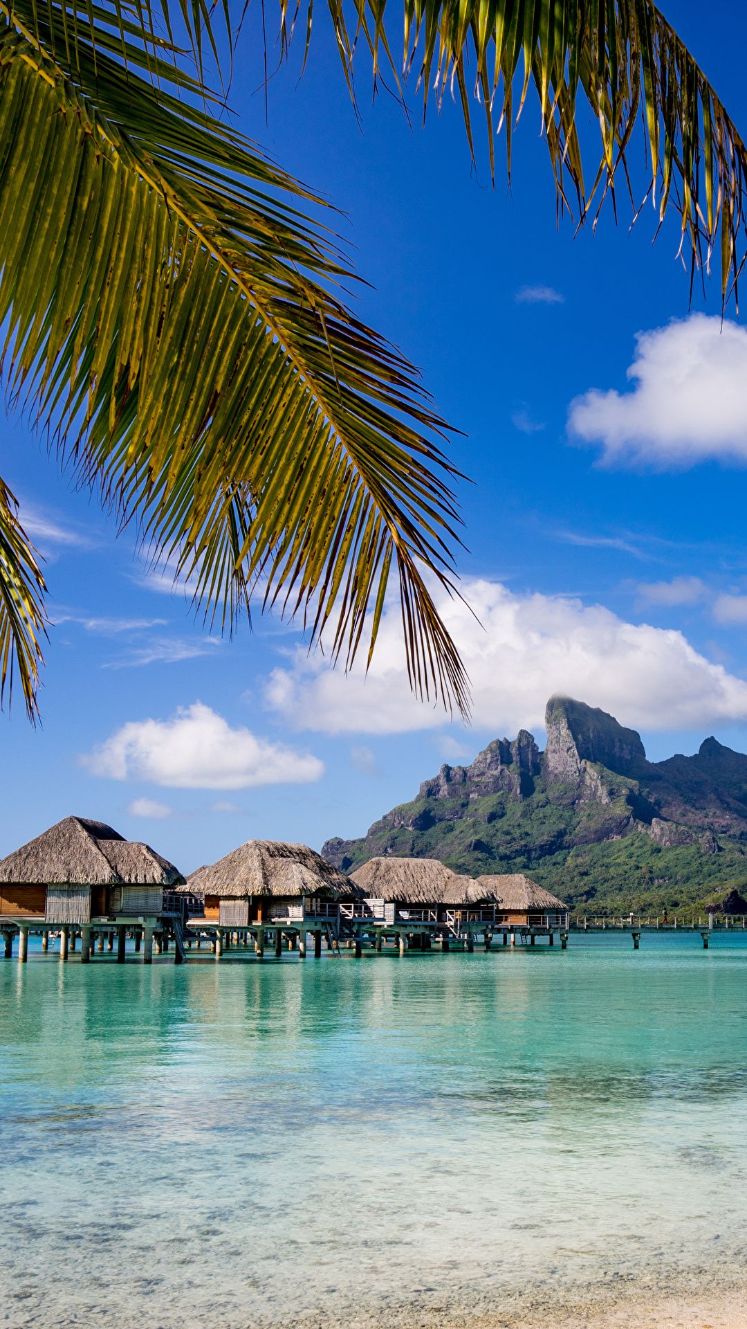 Bora Bora Palm Trees - HD Wallpaper 