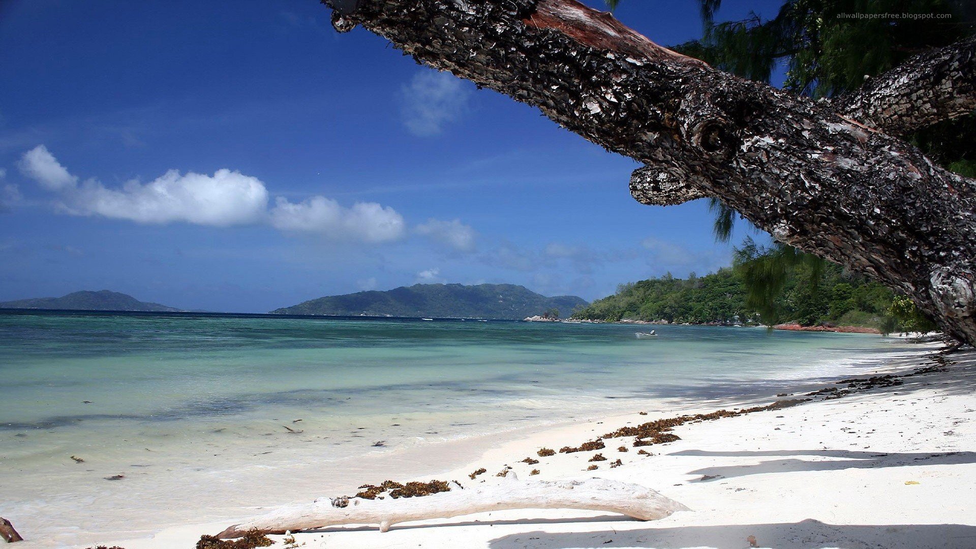 Tree In A Beautiful Beach Wallpaper - Wallpaper - HD Wallpaper 