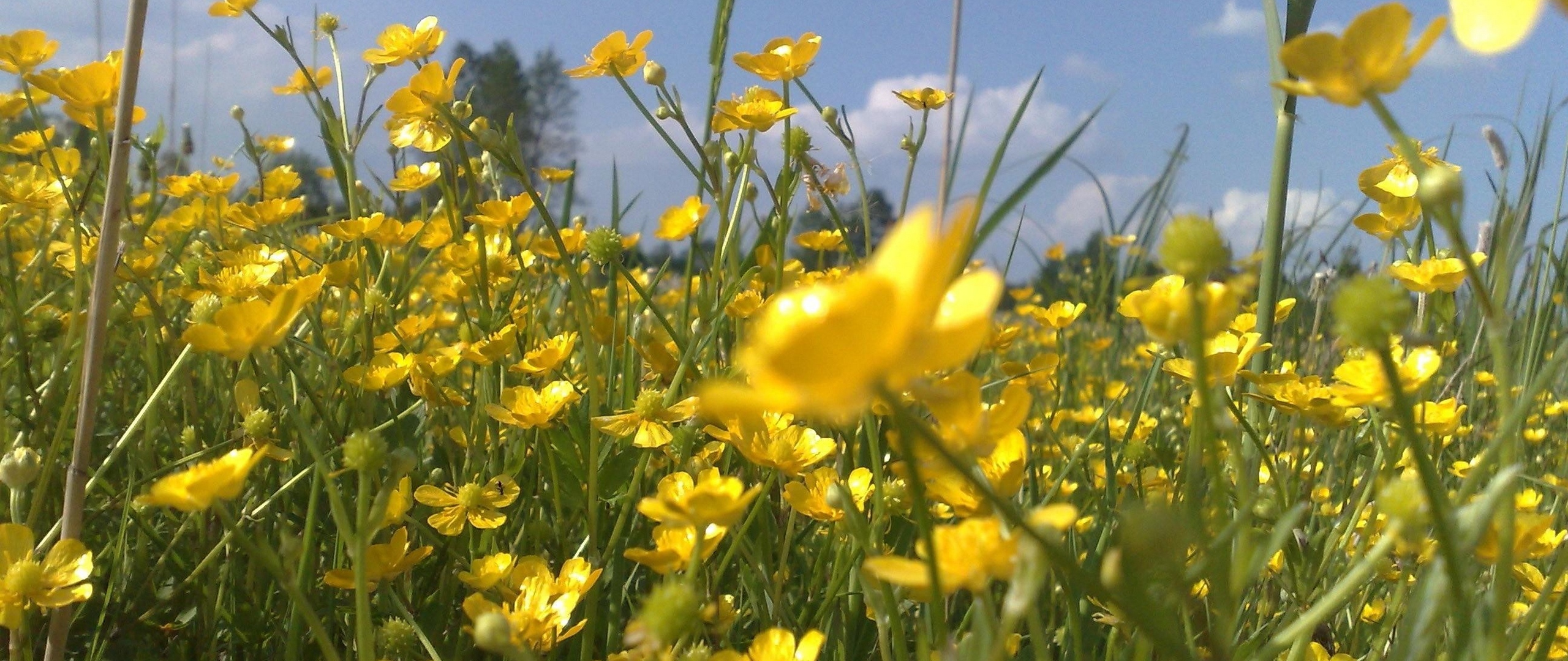 Wallpaper Flowers, Yellow, Field, Summer, Holiday, - HD Wallpaper 