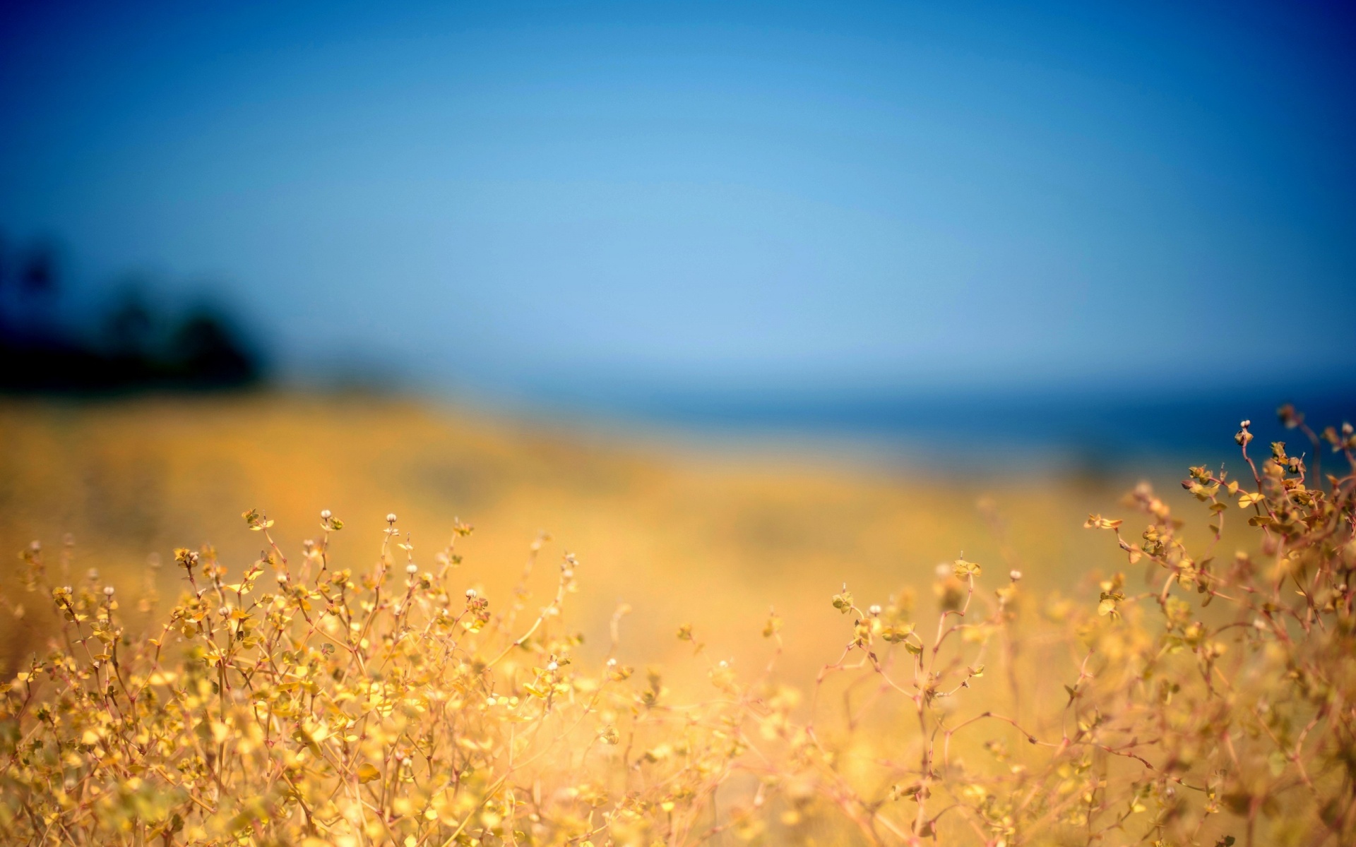 Summer Holiday Wallpapers Pixelstalk
 Wonderful Hd - Yellow Grass Background Hd - HD Wallpaper 