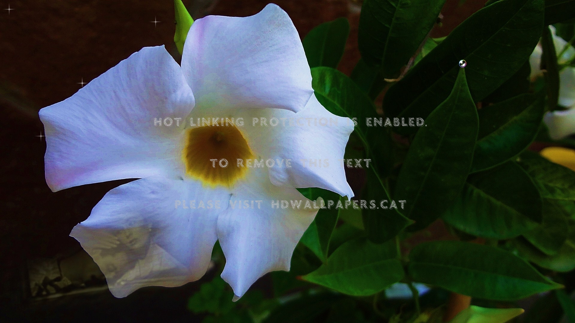 Two Heart Park Summer Holiday Garden Piano - Bengal Clockvine - HD Wallpaper 