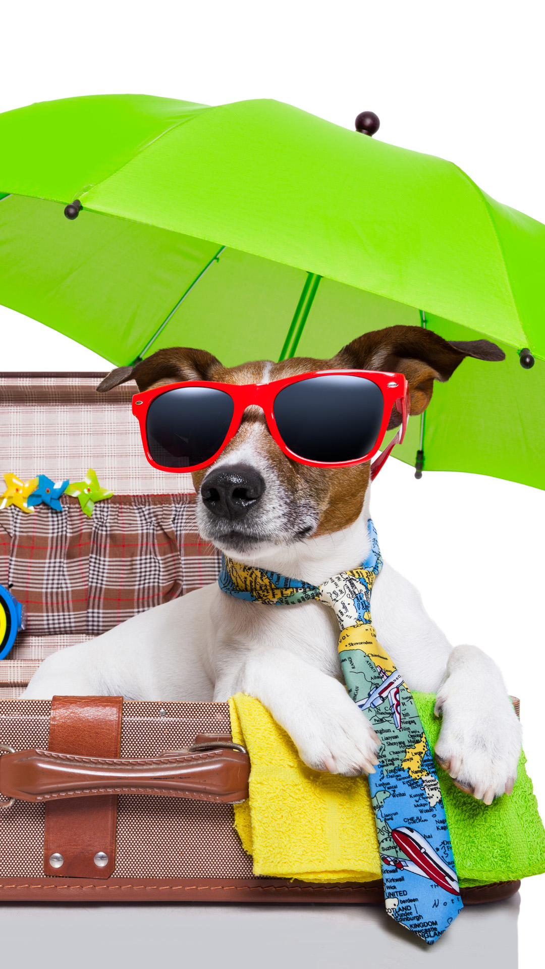 Interesting Holiday Puppy Android Wallpaper - Summer Holiday Dog Funny - HD Wallpaper 