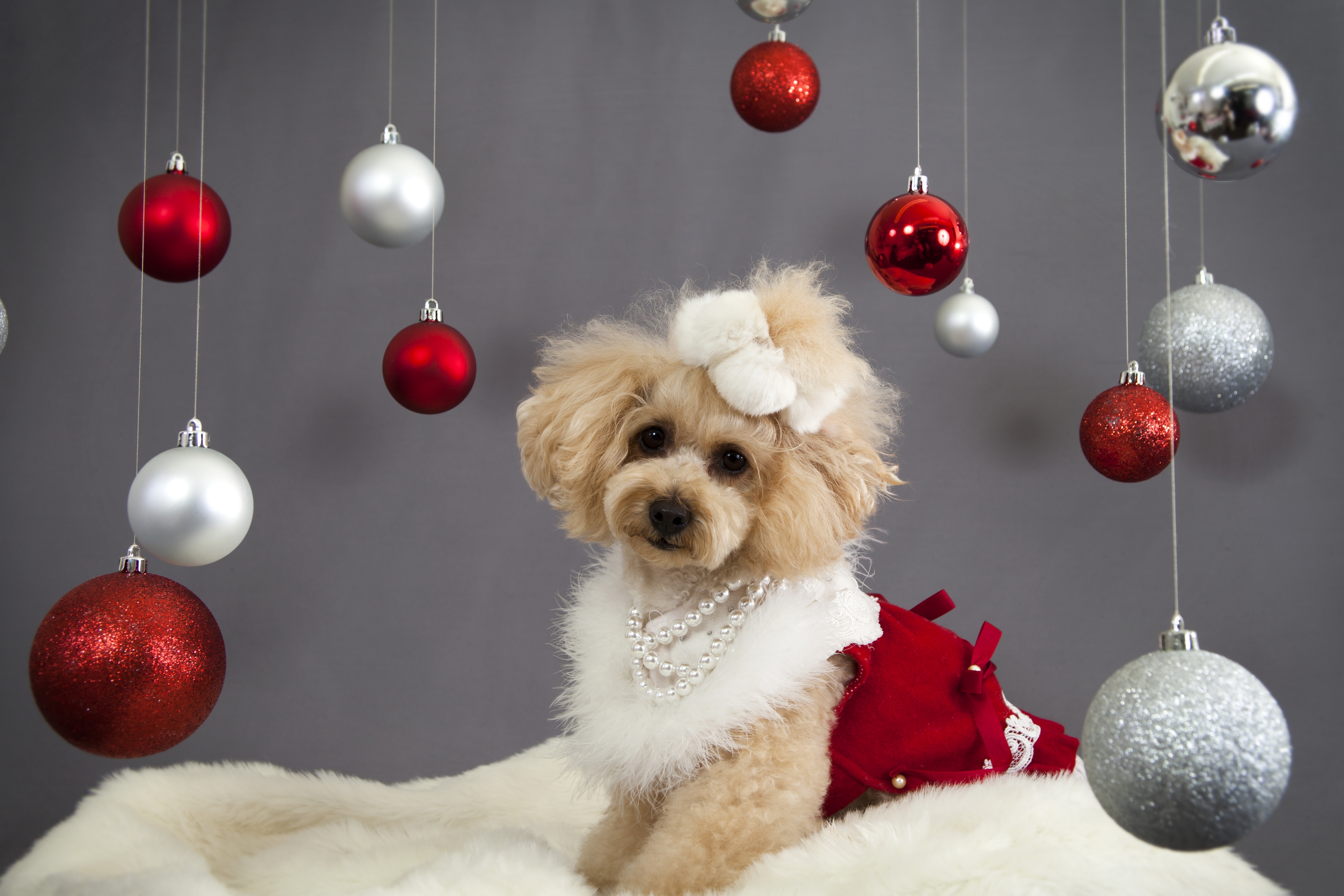 Wallpaper Dog, Christmas Ornaments, Face, Holiday - Cute Christmas Dog Background - HD Wallpaper 