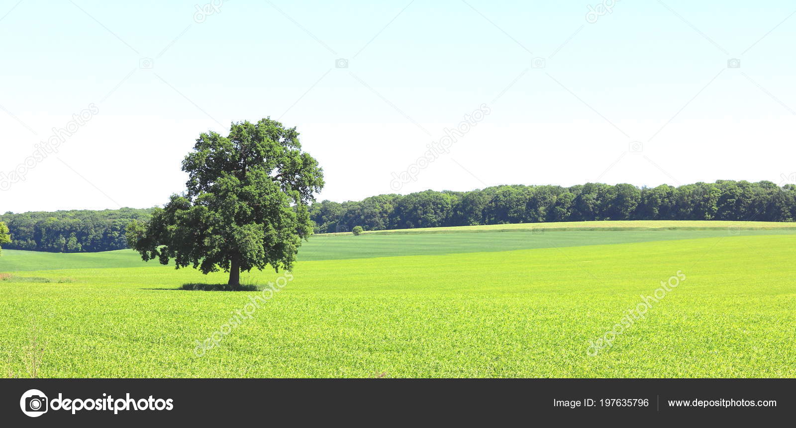 Grass - HD Wallpaper 