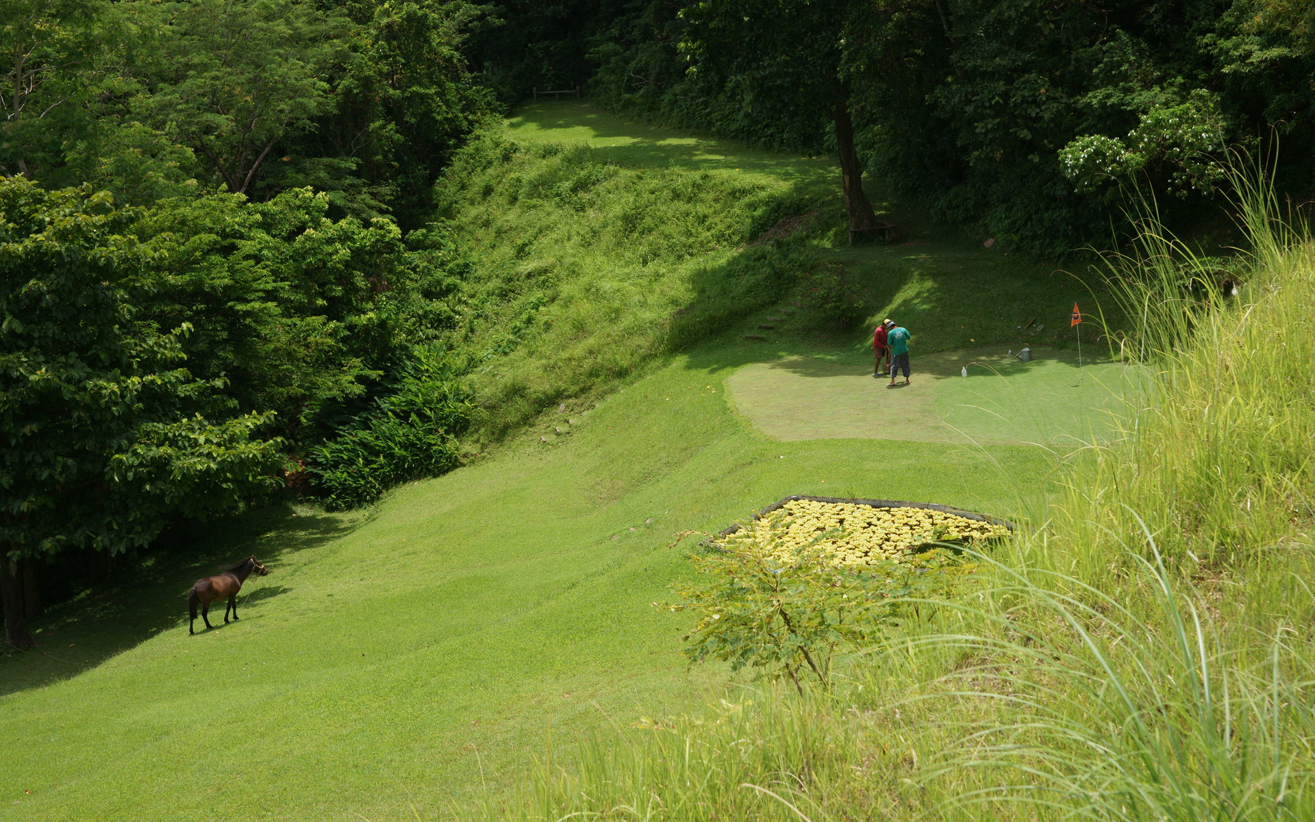 Grass - HD Wallpaper 