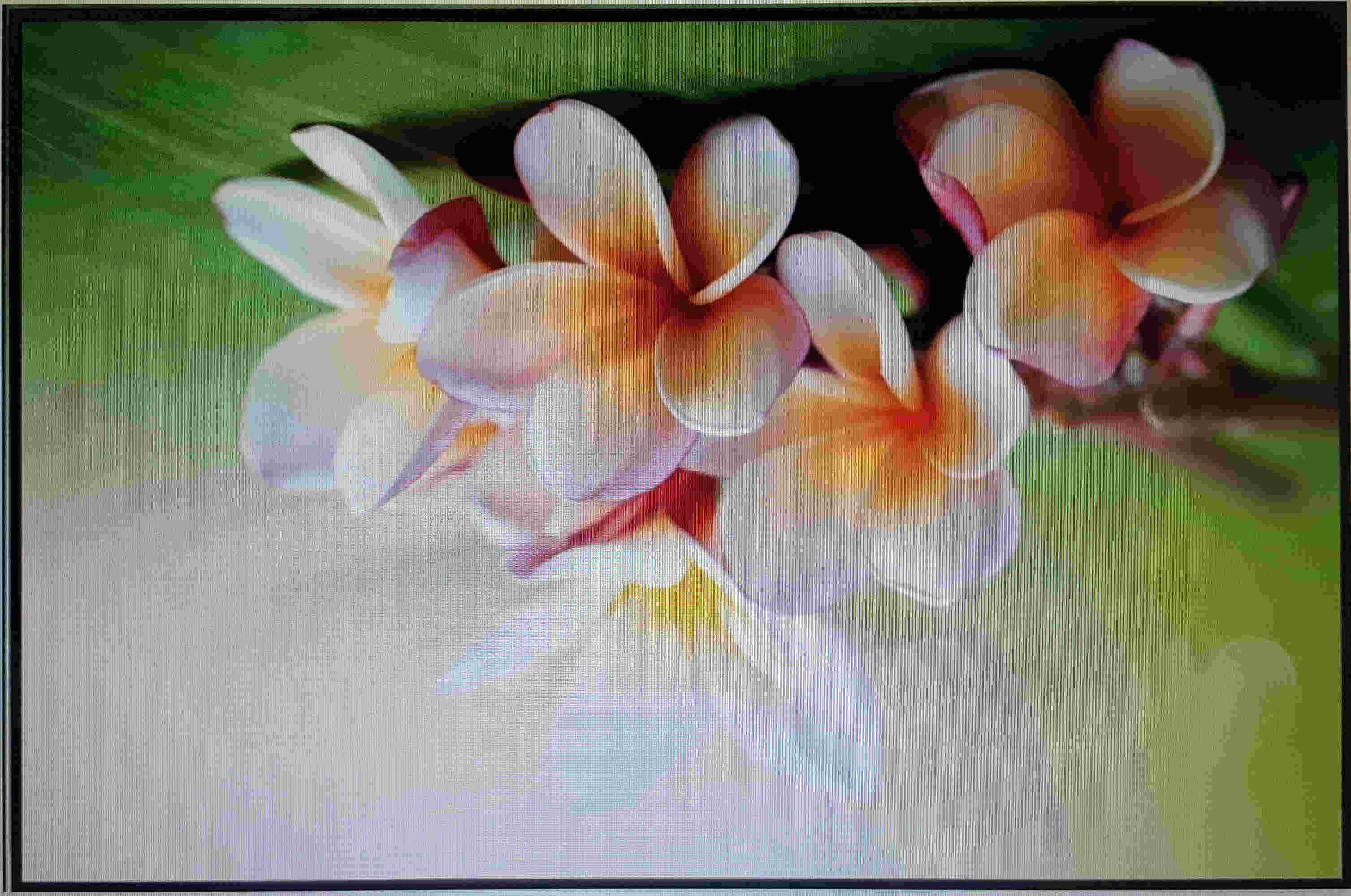 Frangipani - HD Wallpaper 